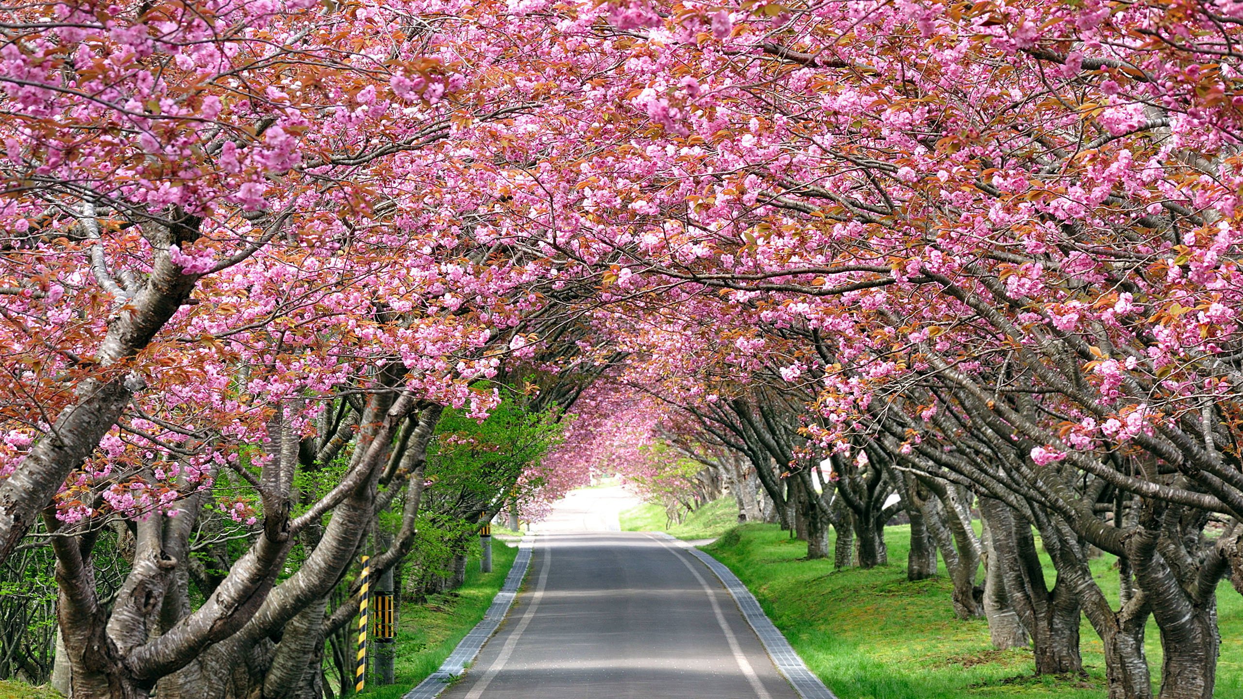 Обои дорога, деревья, цветение, весна, сакура, аллея, road, trees, flowering, spring, sakura, alley разрешение 2560x1600 Загрузить