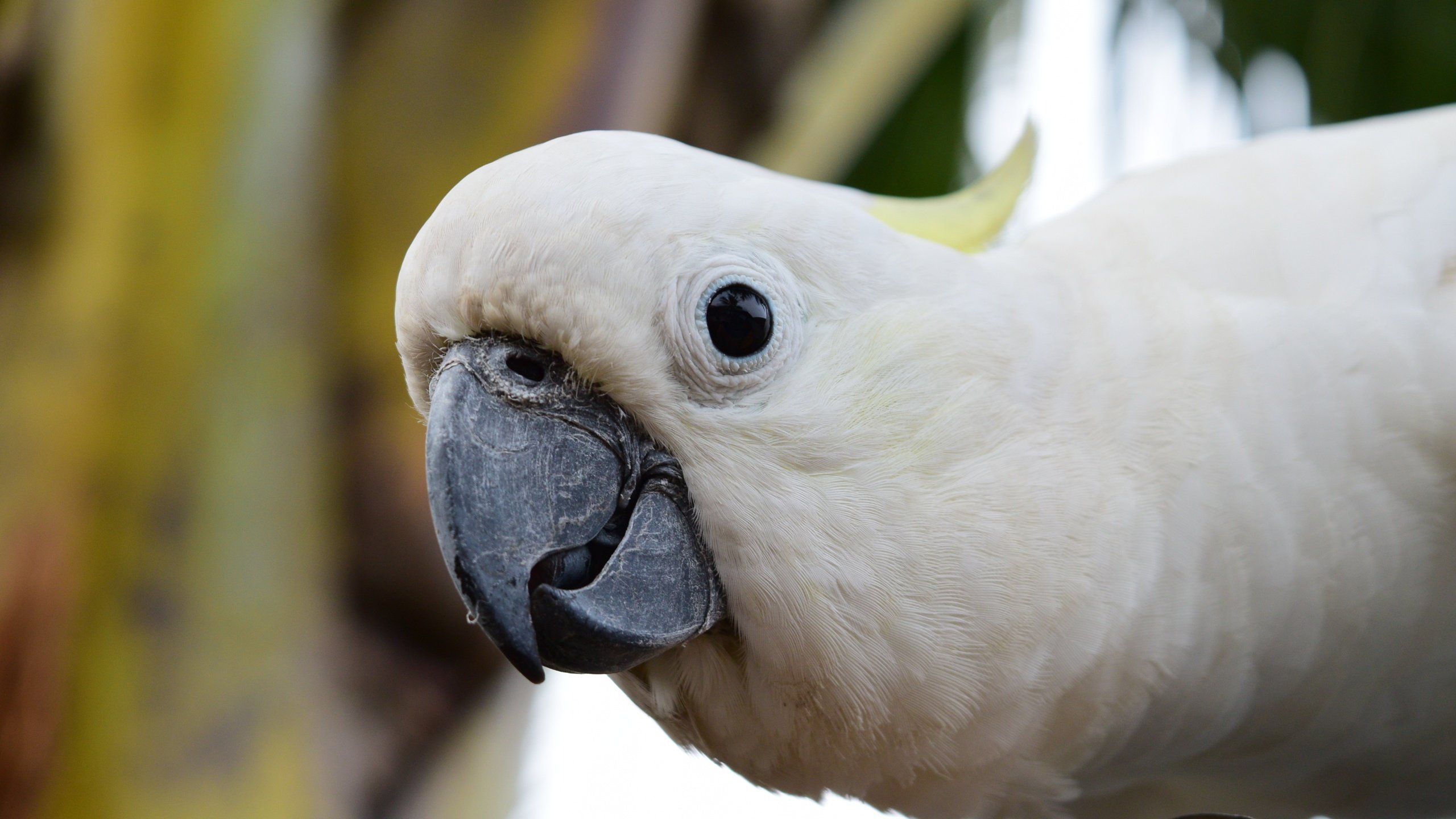 Обои взгляд, птица, клюв, попугай, какаду, look, bird, beak, parrot, cockatoo разрешение 4496x3000 Загрузить