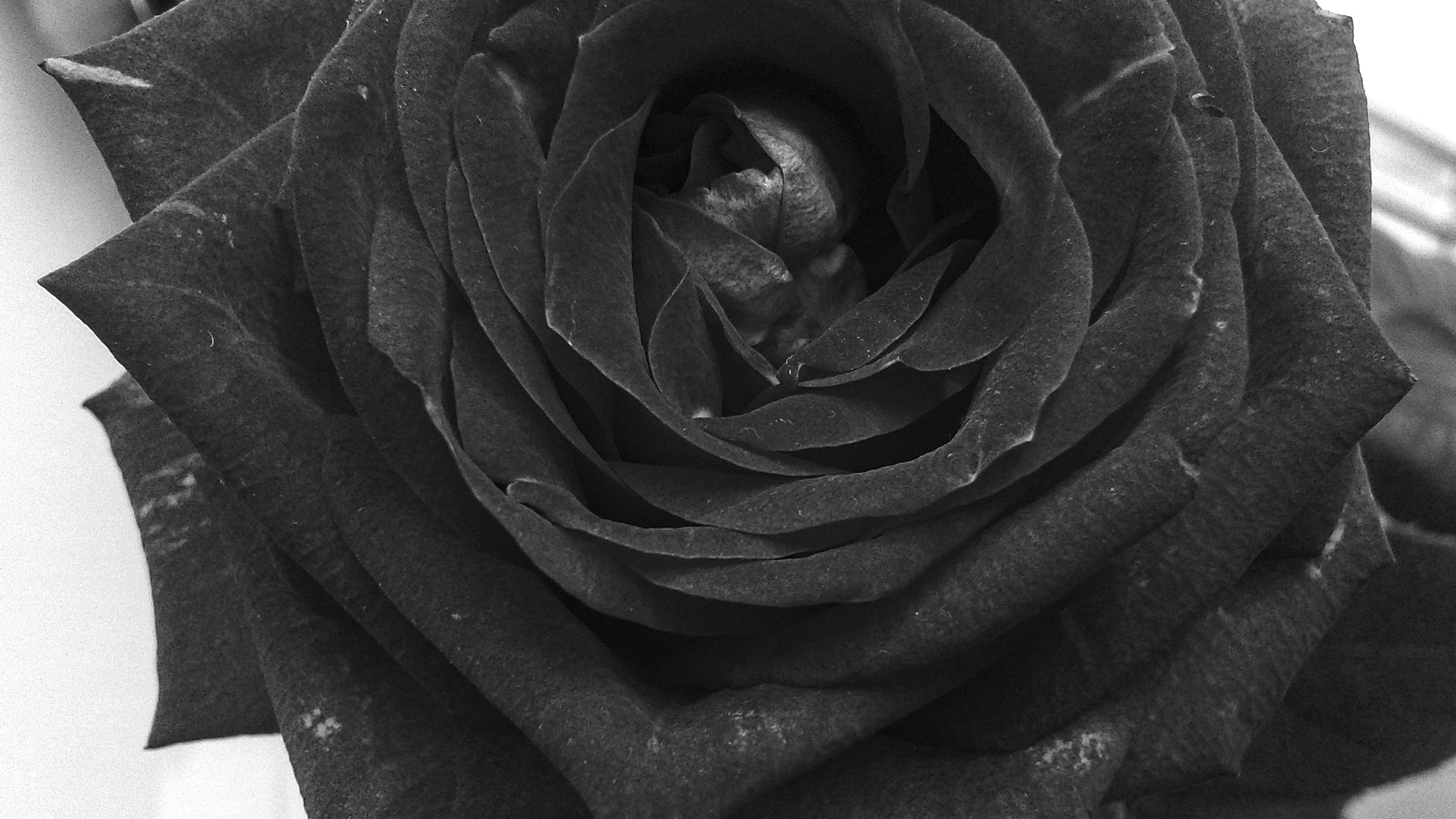 Обои цветок, роза, лепестки, чёрно-белое, flower, rose, petals, black and white разрешение 2560x1920 Загрузить