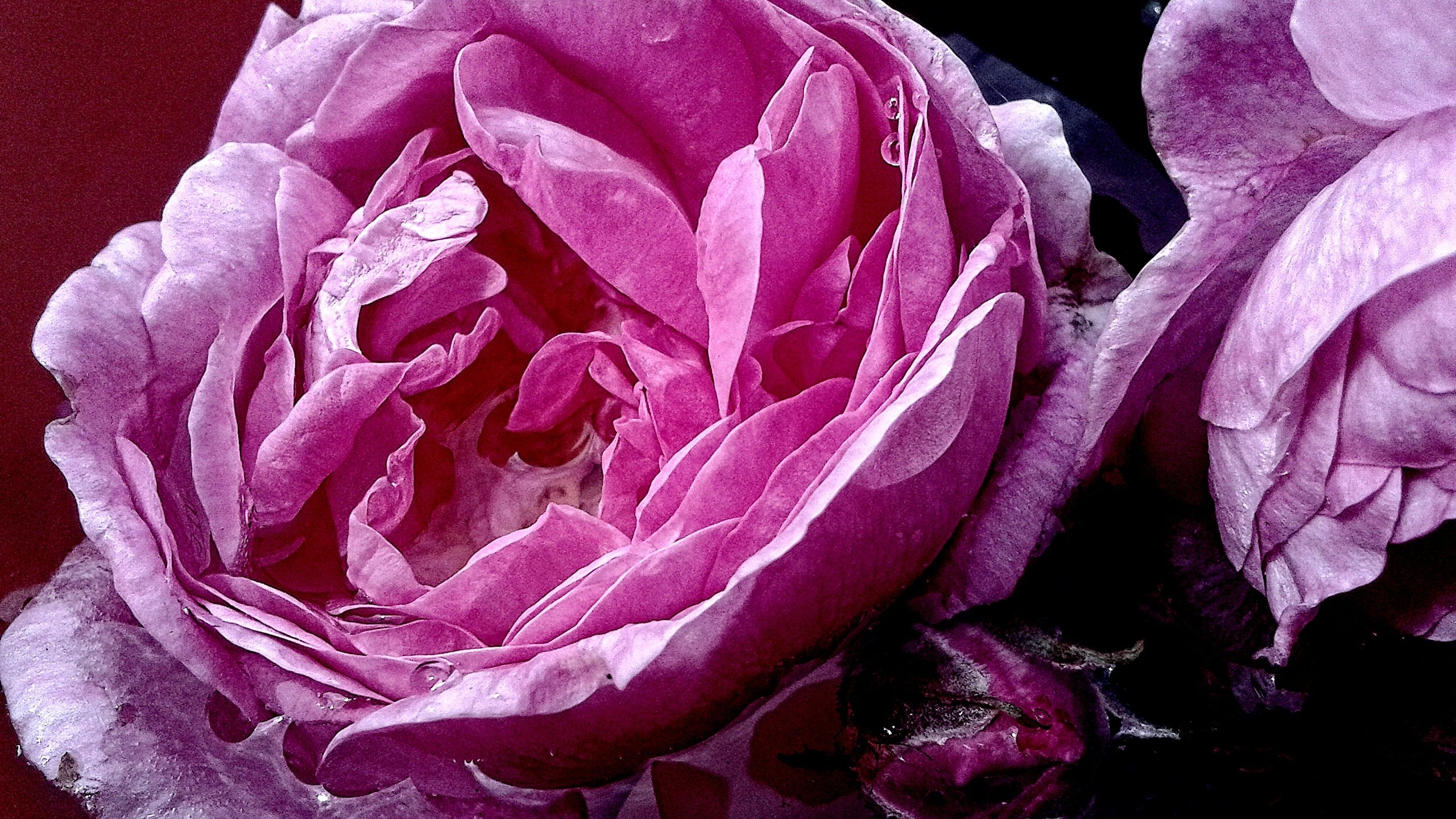 Обои вода, макро, роза, розовая, water, macro, rose, pink разрешение 2560x1920 Загрузить