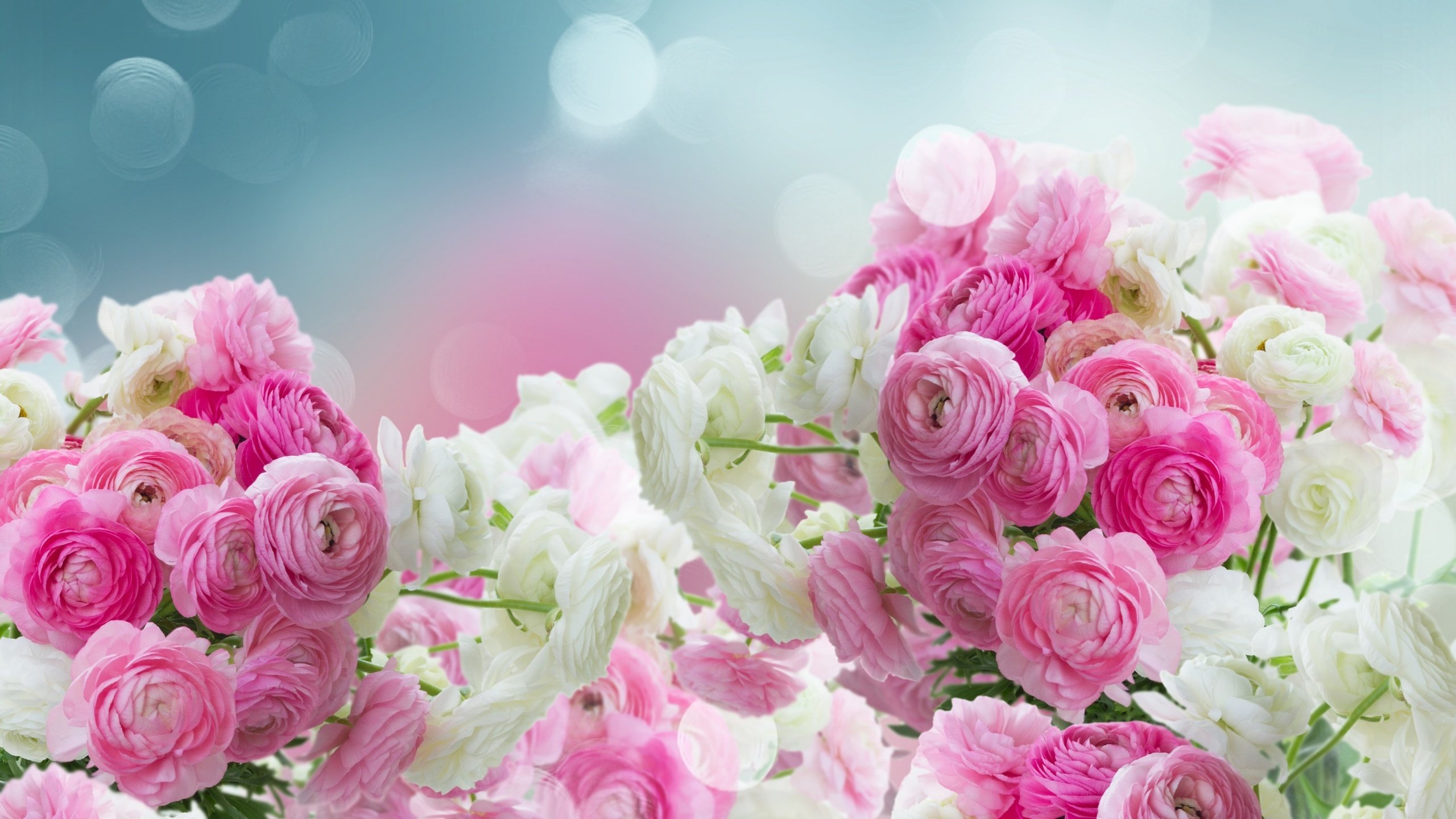 Обои цветы, бутоны, лепестки, розовые, белые, лютики, flowers, buds, petals, pink, white, buttercups разрешение 2880x1800 Загрузить