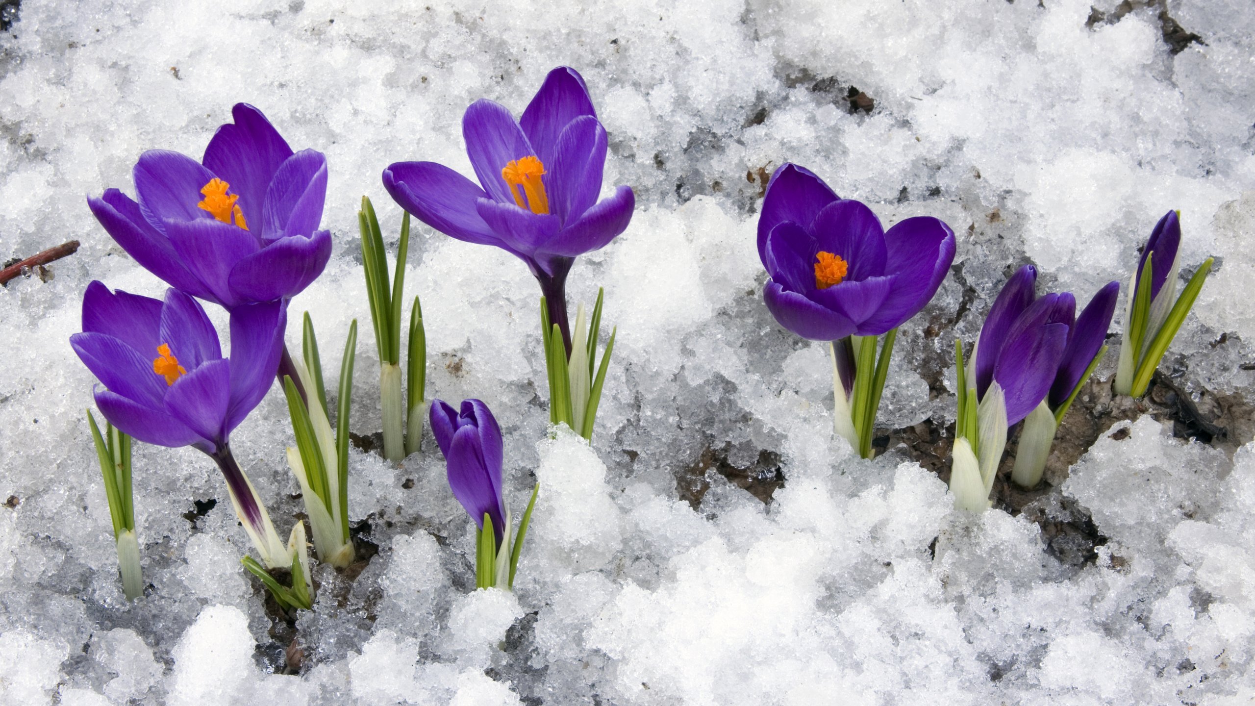 Первые цветы после снега. Первоцветы (подснежники, крокусы, гиацинты).. Весенние цветы первоцветы Крокус. Первоцветы подснежники крокусы. Крокус фиолетовый первоцвет.