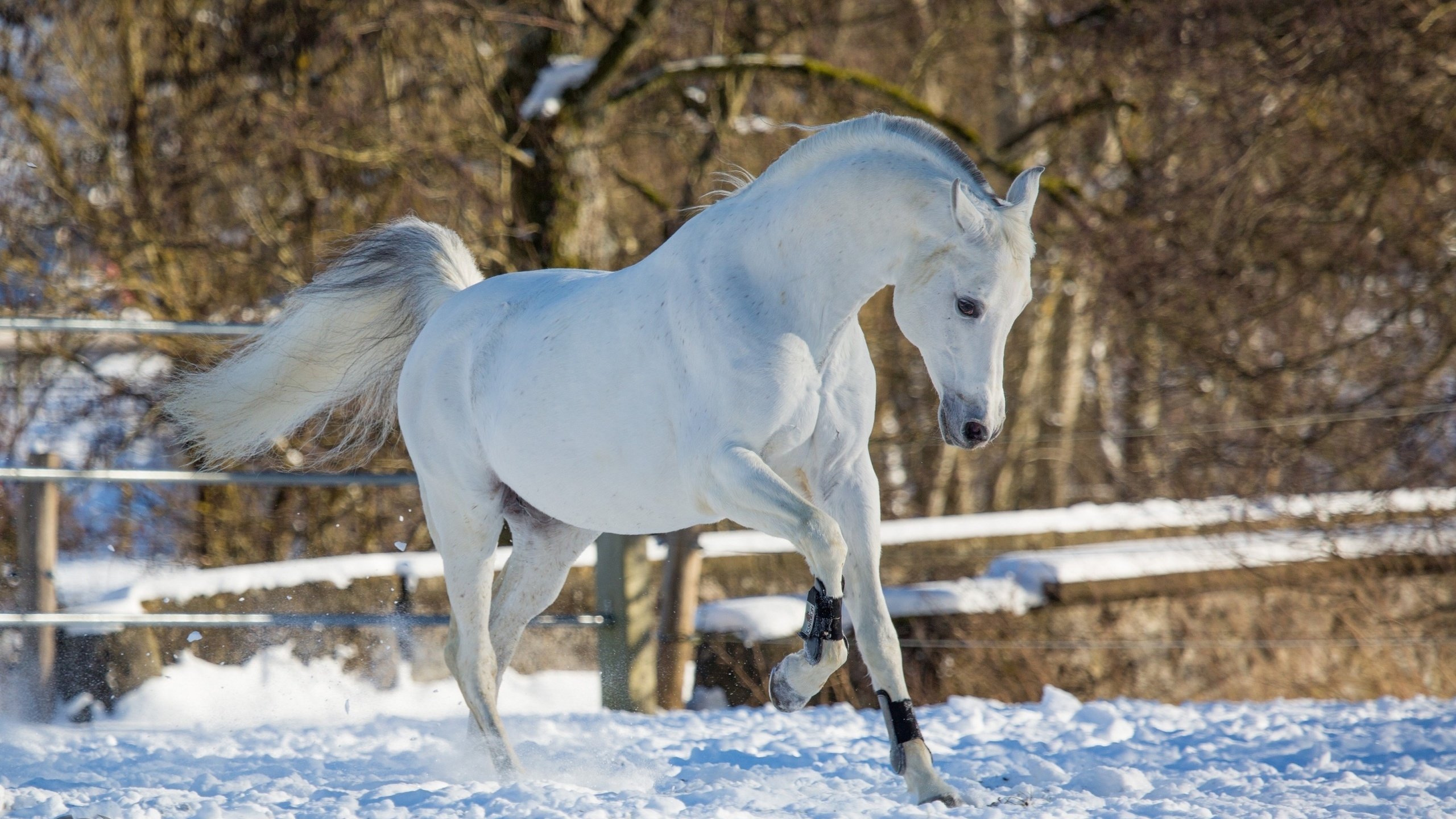 Обои лошадь, снег, зима, конь, бег, грация, (с) oliverseitz, horse, snow, winter, running, grace, (c) oliverseitz разрешение 2880x1800 Загрузить