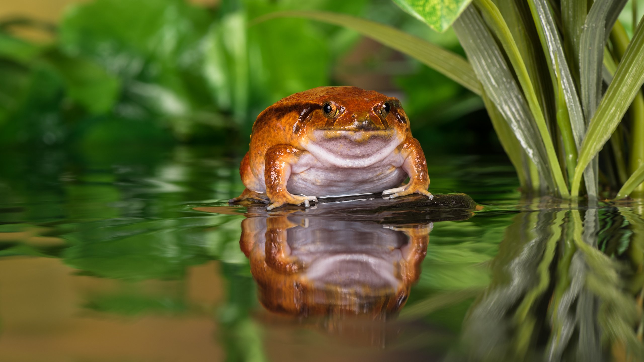 Обои вода, отражение, лягушка, пруд, жаба, water, reflection, frog, pond, toad разрешение 5464x3648 Загрузить