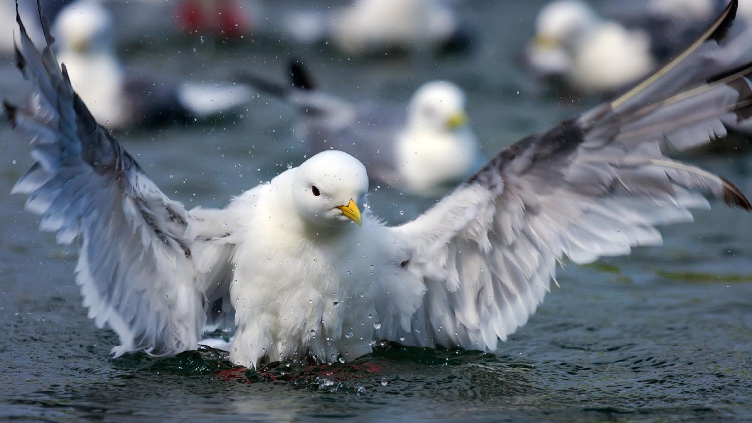 Обои вода, крылья, брызги, чайка, птица, клюв, перья, water, wings, squirt, seagull, bird, beak, feathers разрешение 2560x1665 Загрузить