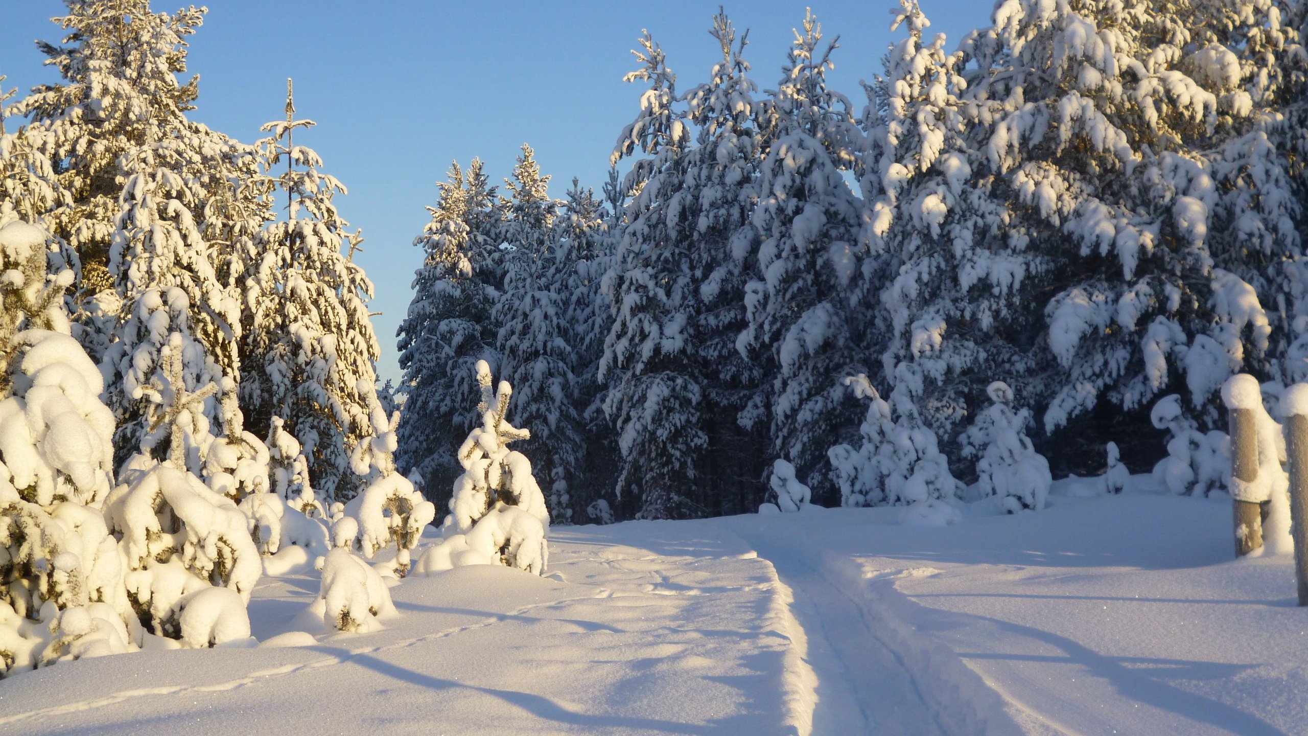 Обои деревья, снег, природа, лес, зима, тропинка, следы, trees, snow, nature, forest, winter, path, traces разрешение 4320x3240 Загрузить