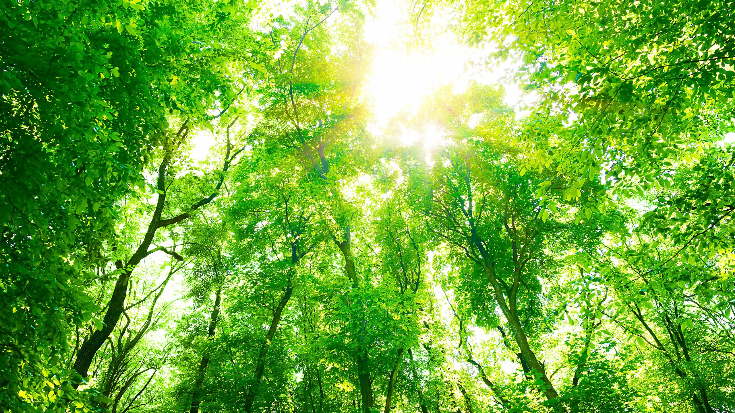 Обои деревья, природа, листья, лето, trees, nature, leaves, summer разрешение 3840x2400 Загрузить