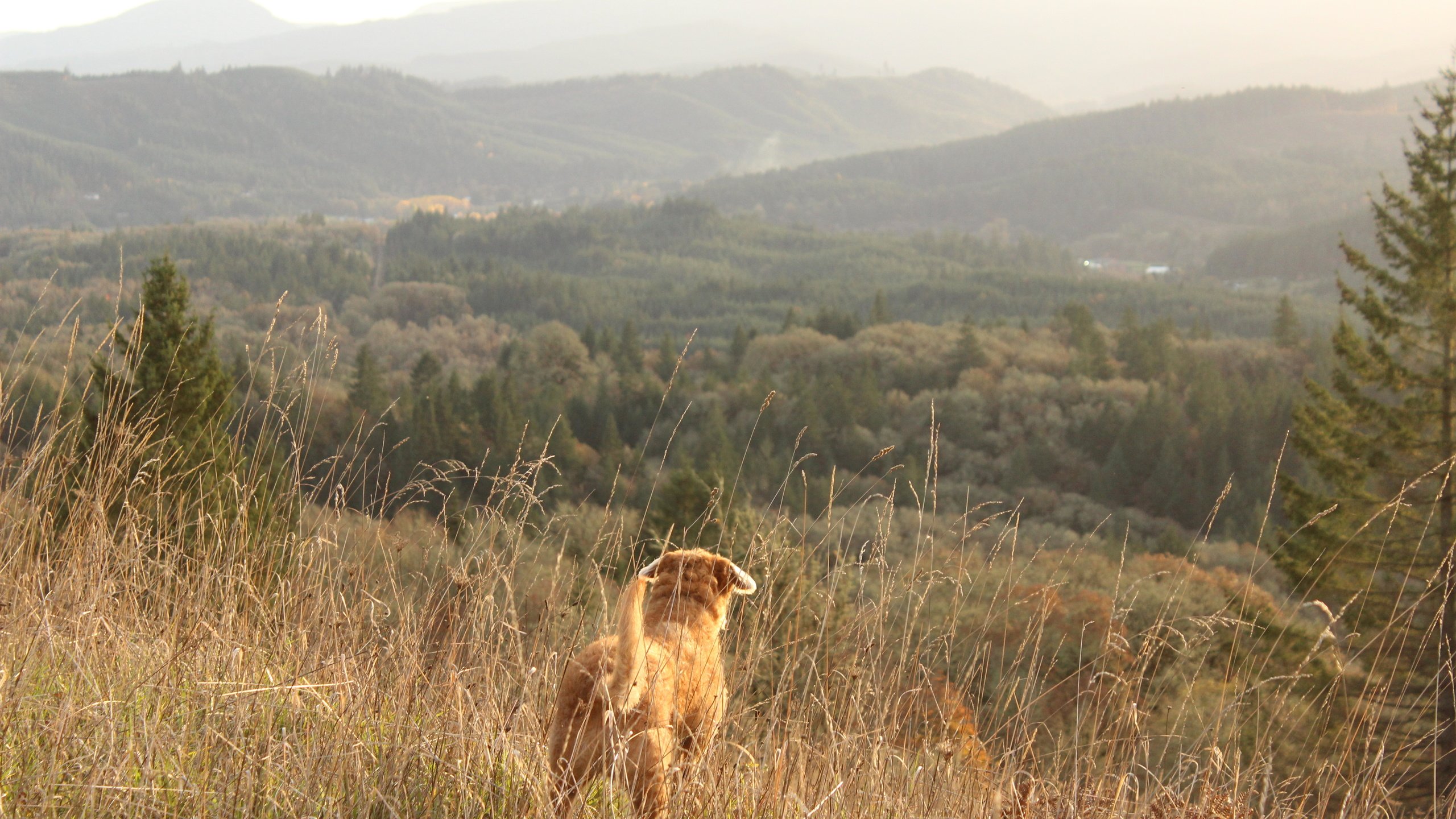 Обои трава, горы, пейзаж, собака, сосны, хвост, grass, mountains, landscape, dog, pine, tail разрешение 5184x3456 Загрузить