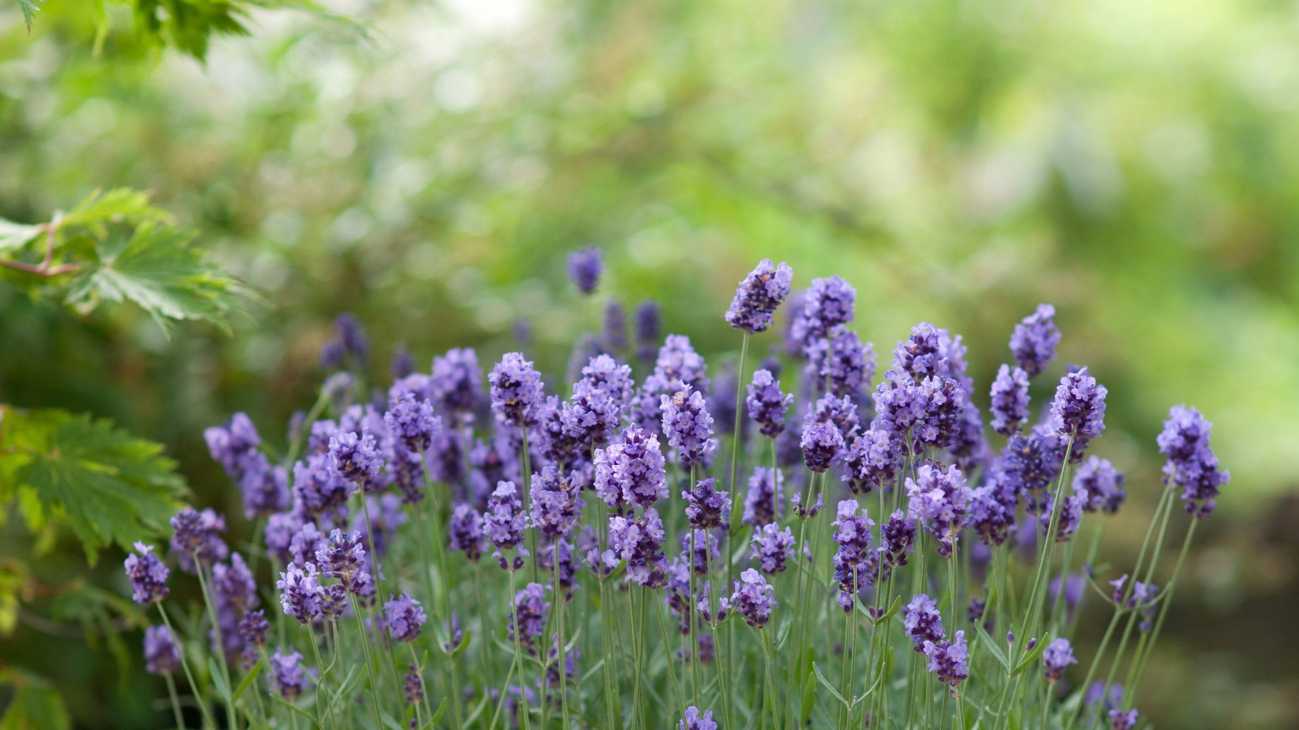 Обои цветы, зелень, лаванда, боке, flowers, greens, lavender, bokeh разрешение 4331x2811 Загрузить