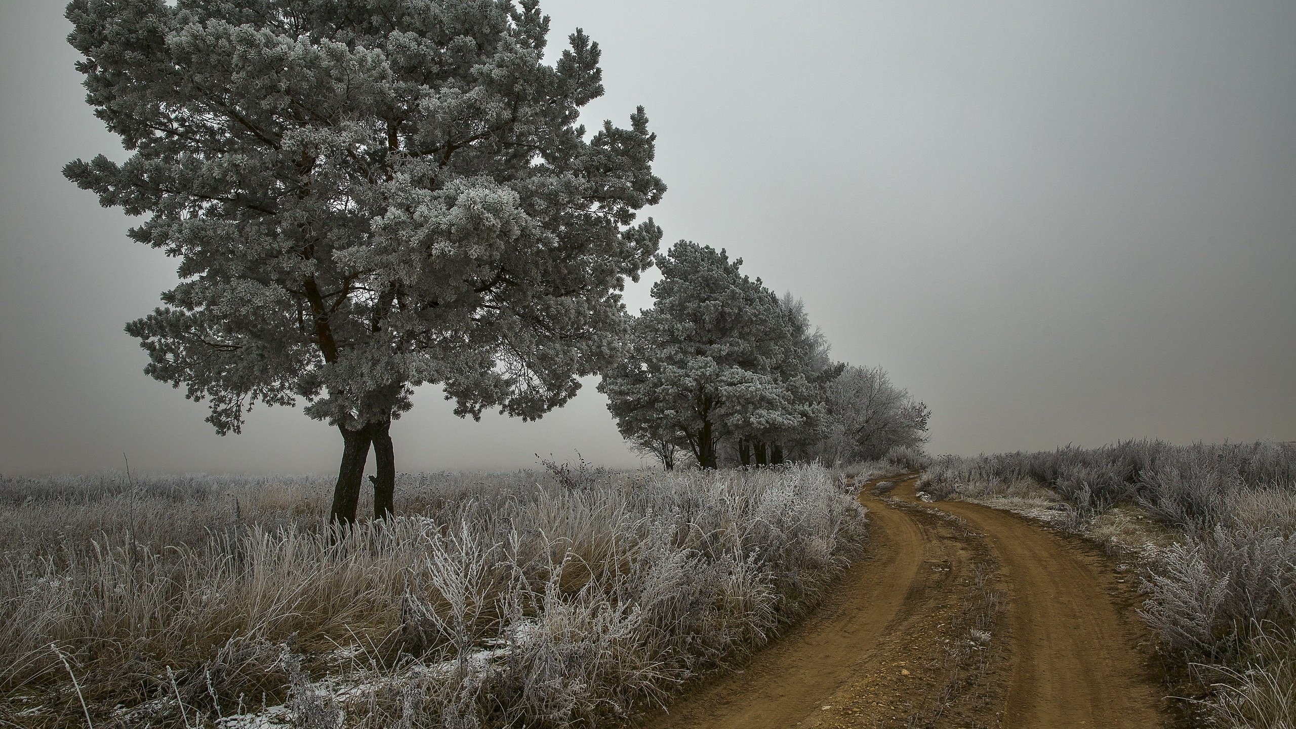 Обои дорога, деревья, природа, растения, пейзаж, утро, туман, иней, road, trees, nature, plants, landscape, morning, fog, frost разрешение 2560x1707 Загрузить