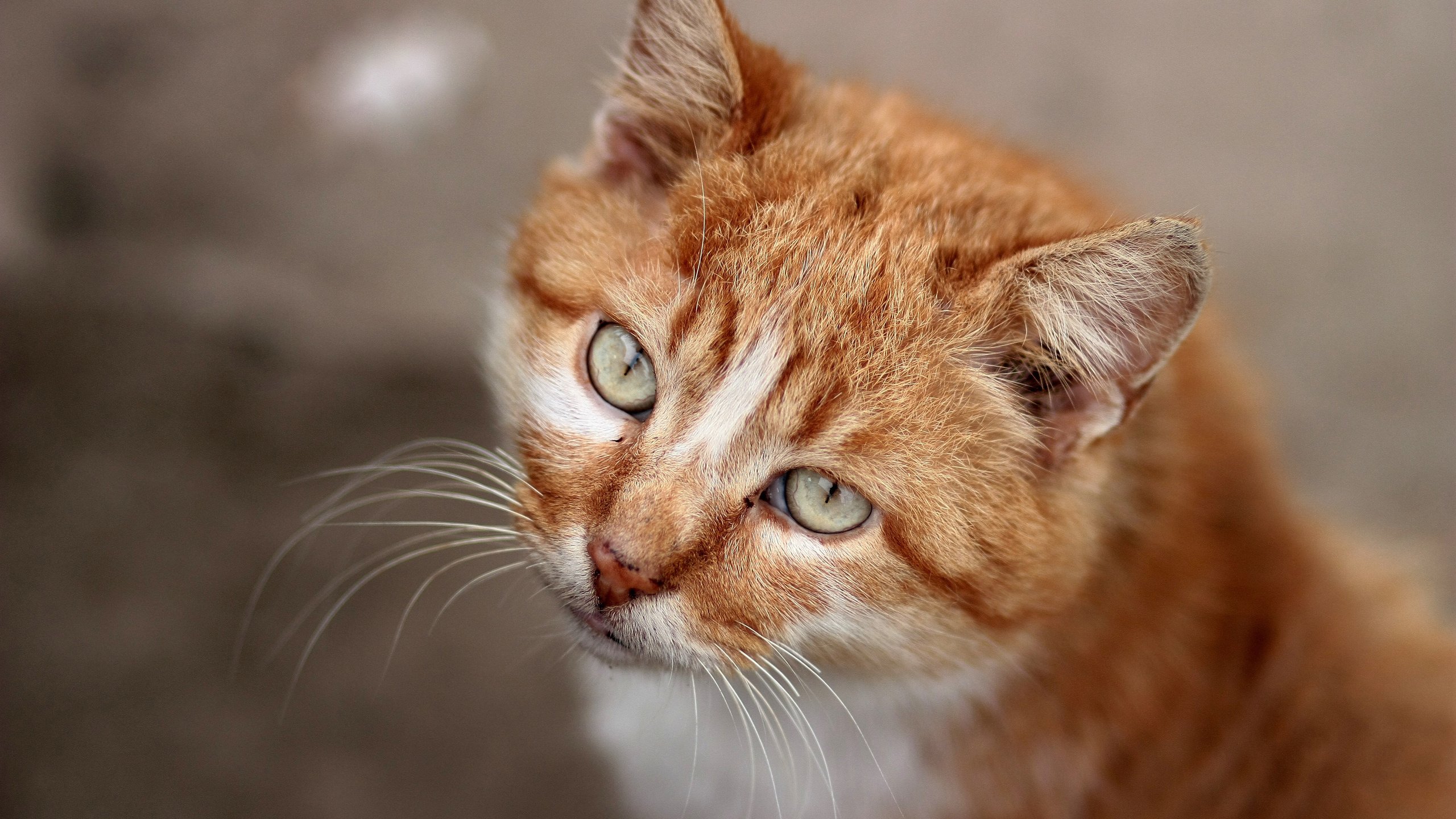 Обои глаза, фон, кот, усы, кошка, взгляд, eyes, background, cat, mustache, look разрешение 3840x2400 Загрузить
