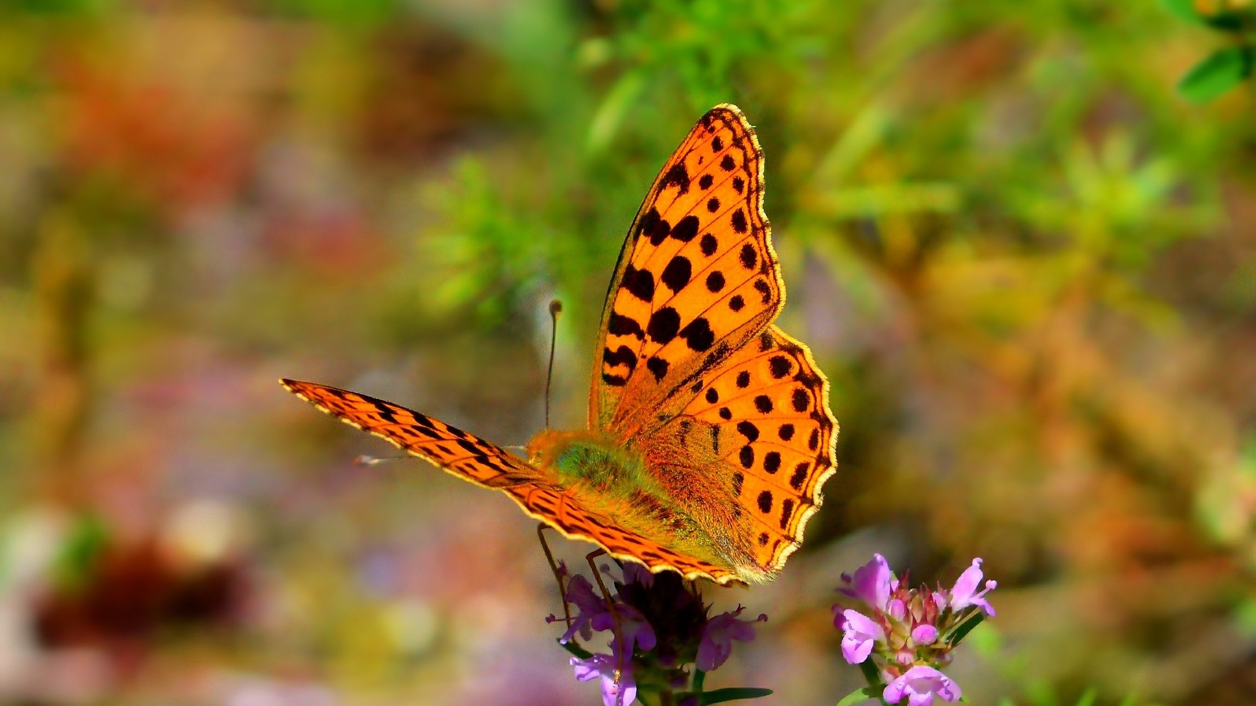 Обои цветы, природа, насекомое, бабочка, крылья, flowers, nature, insect, butterfly, wings разрешение 2723x1756 Загрузить