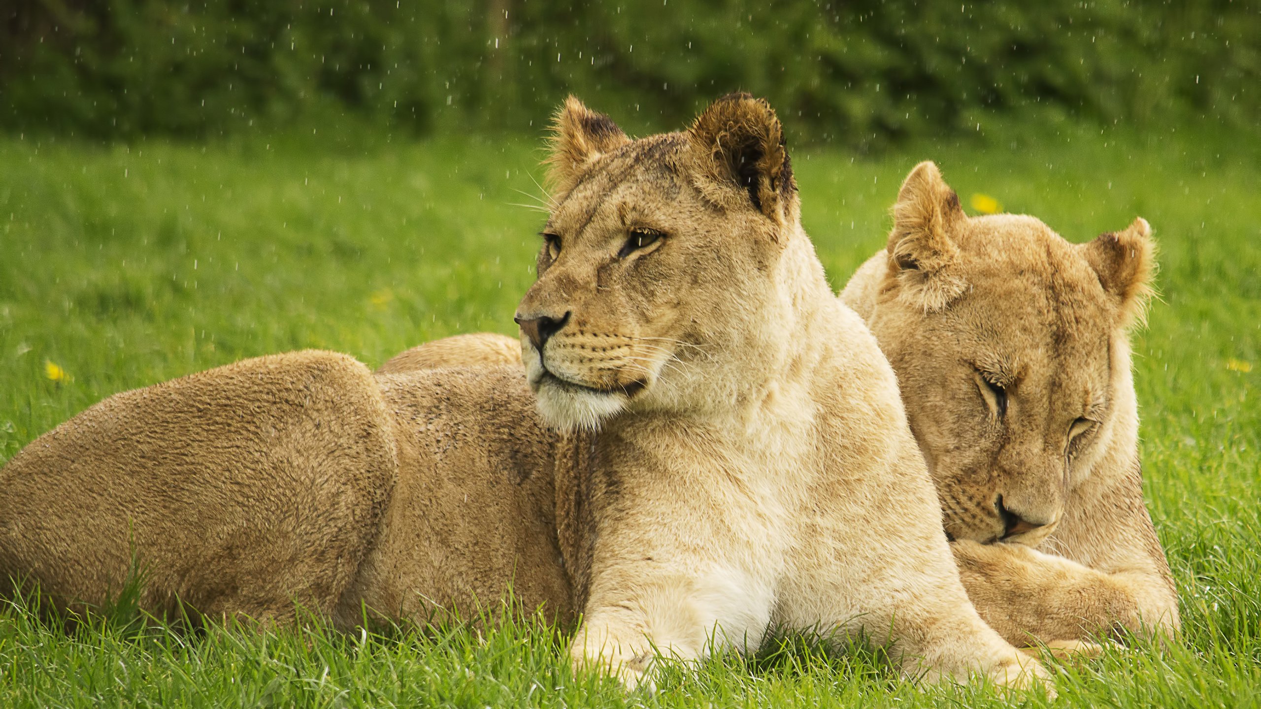 Обои кошки, львы, большие кошки, львицы, cats, lions, big cats, lioness разрешение 2880x1800 Загрузить