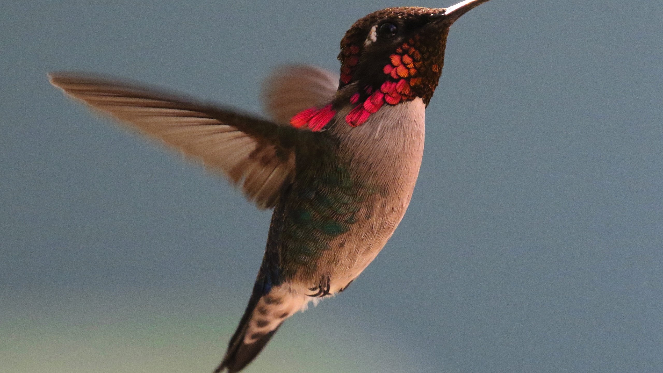 Обои полет, крылья, птица, клюв, перья, колибри, flight, wings, bird, beak, feathers, hummingbird разрешение 4500x4144 Загрузить