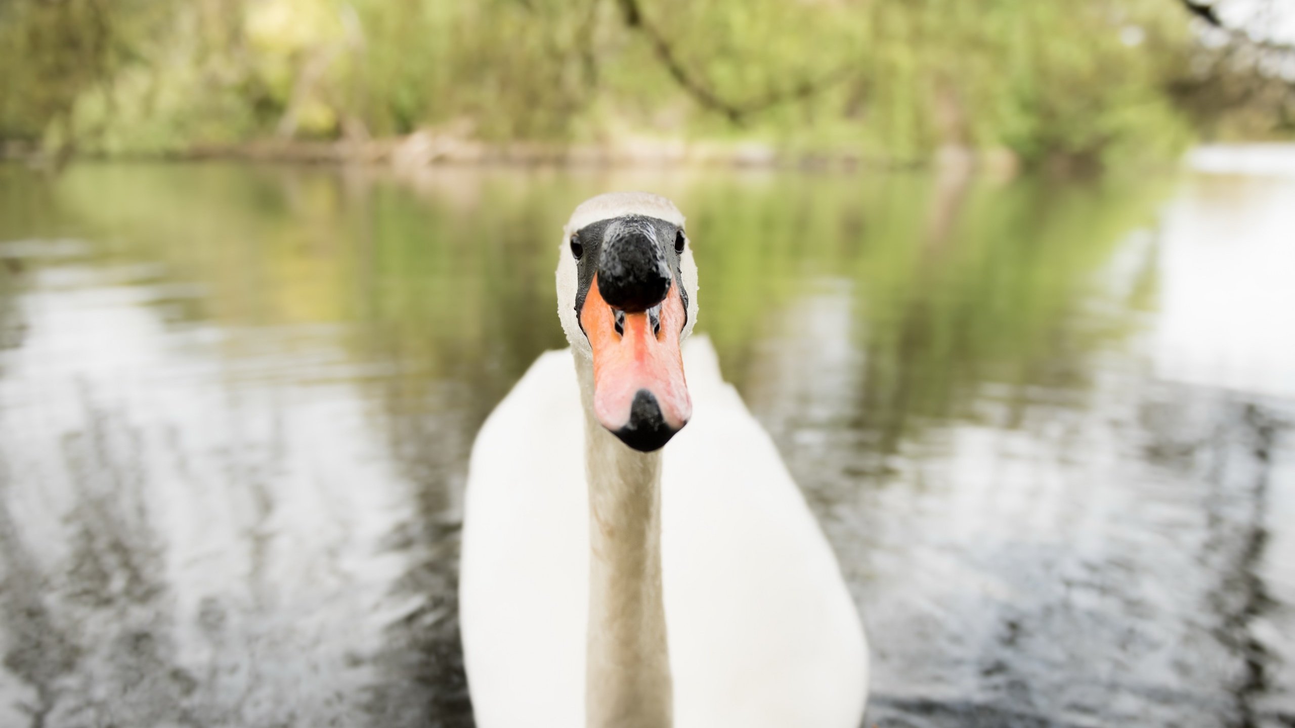 Обои озеро, птица, клюв, лебедь, lake, bird, beak, swan разрешение 2560x1595 Загрузить