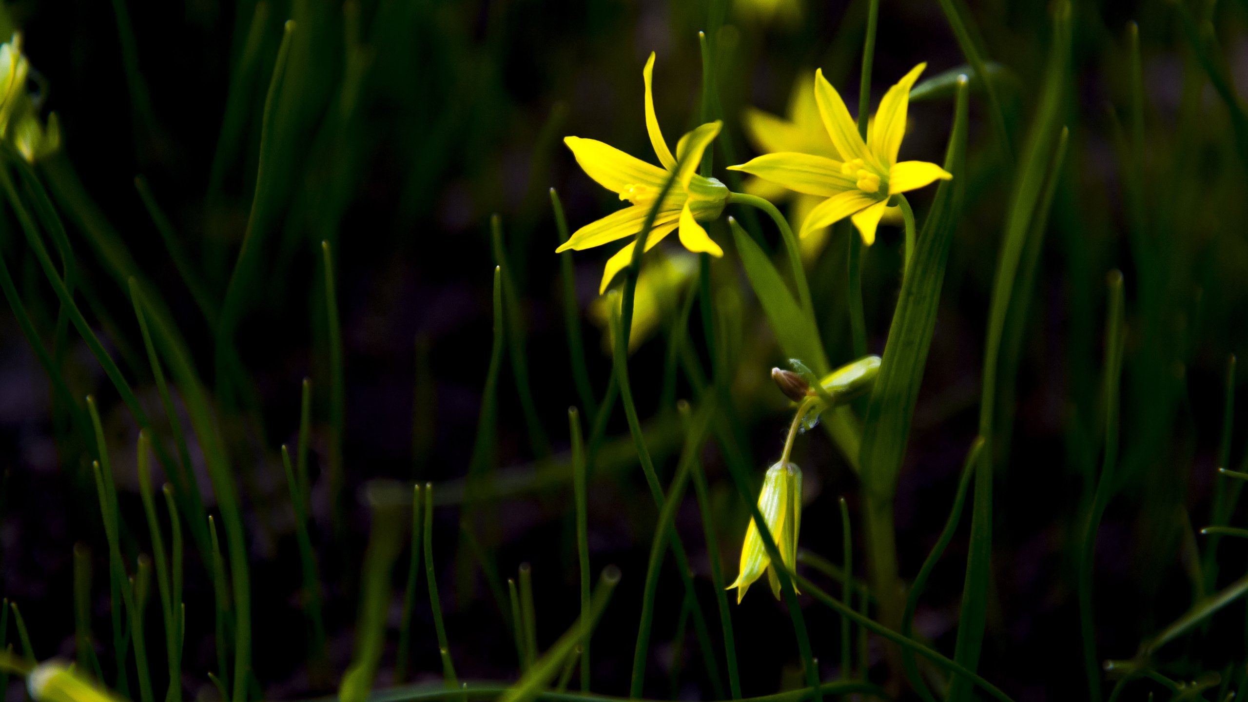 Обои трава, лепестки,  цветы, желтые цветы, гусиный лук, gagea), gagea, grass, petals, flowers, yellow flowers, goose onions разрешение 4288x2848 Загрузить