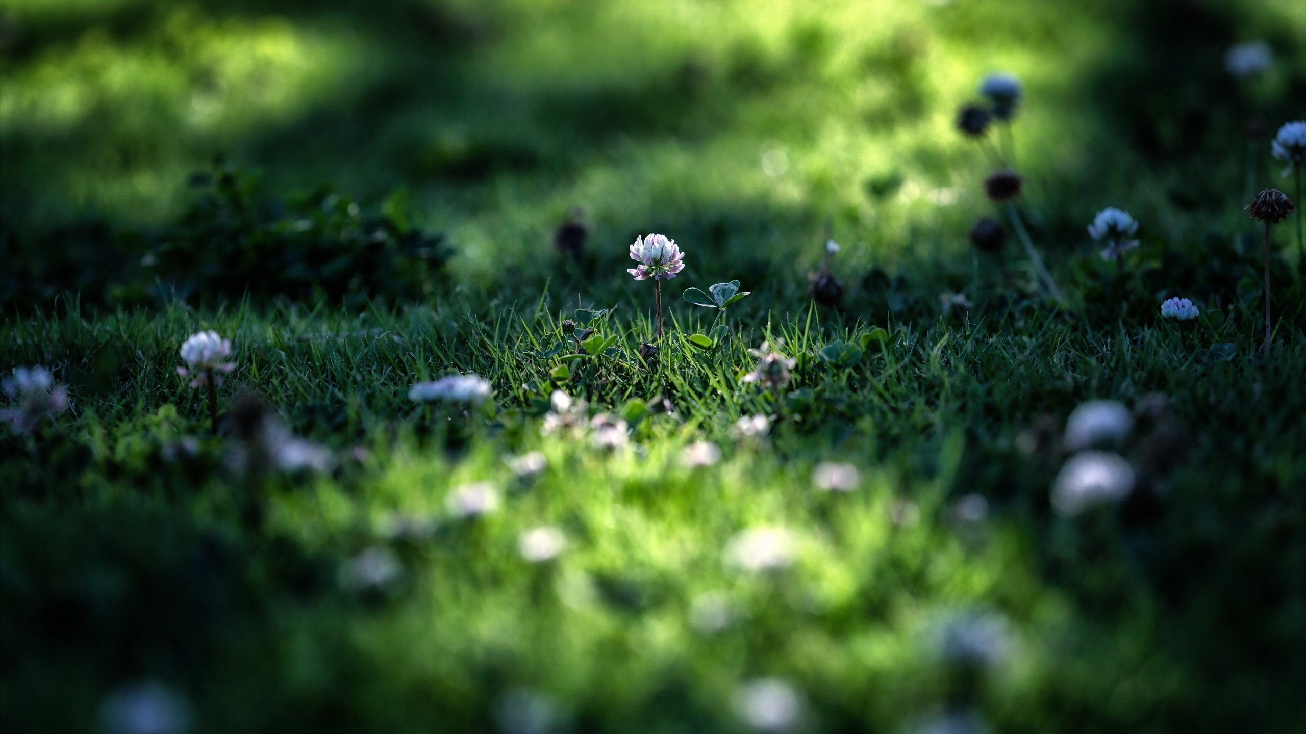 Обои цветы, трава, клевер, макро, лето, лужайка, flowers, grass, clover, macro, summer, lawn разрешение 2560x1600 Загрузить