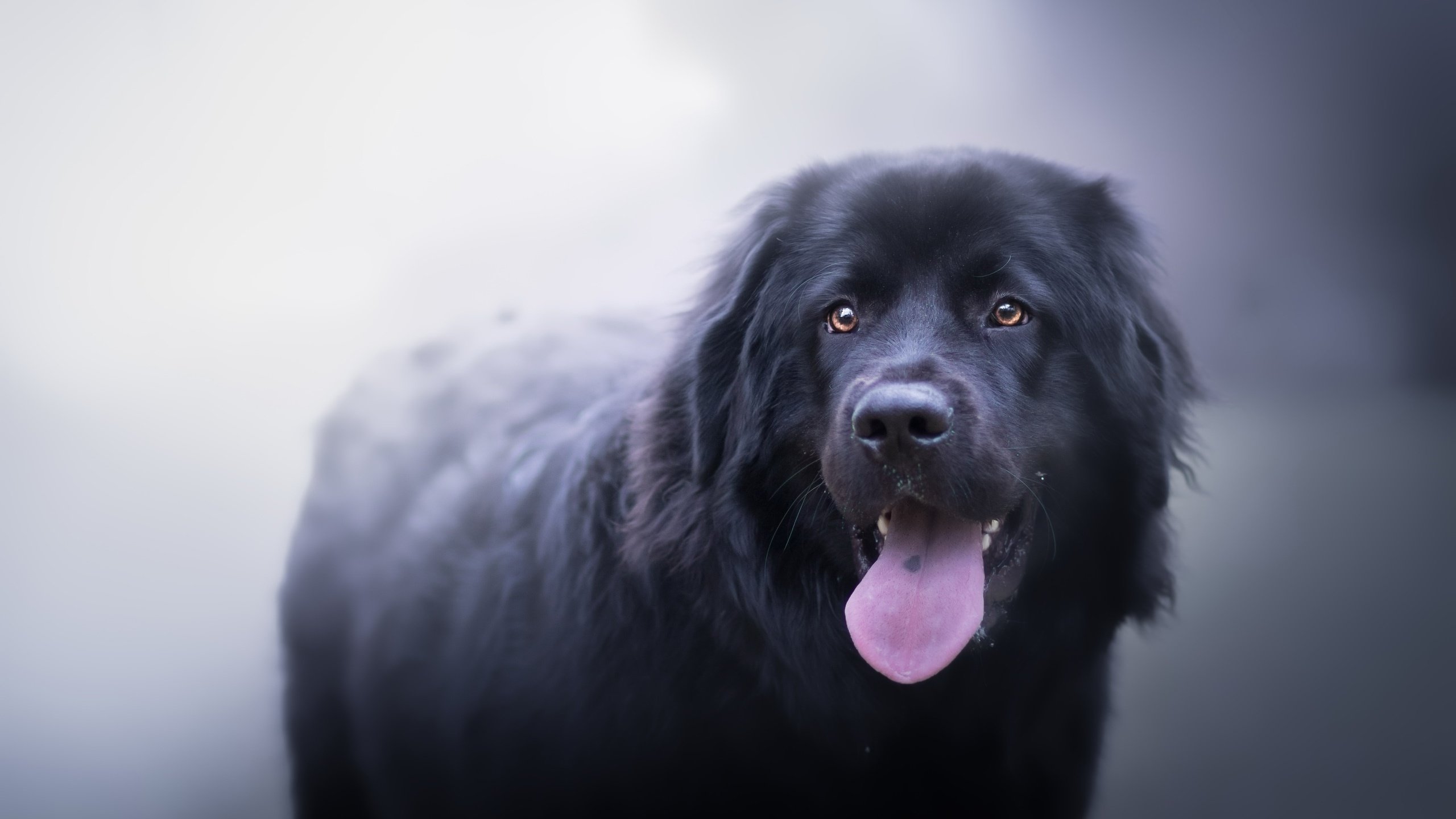 Обои туман, собака, друг, язык, ньюфаундленд, fog, dog, each, language, newfoundland разрешение 2560x1598 Загрузить