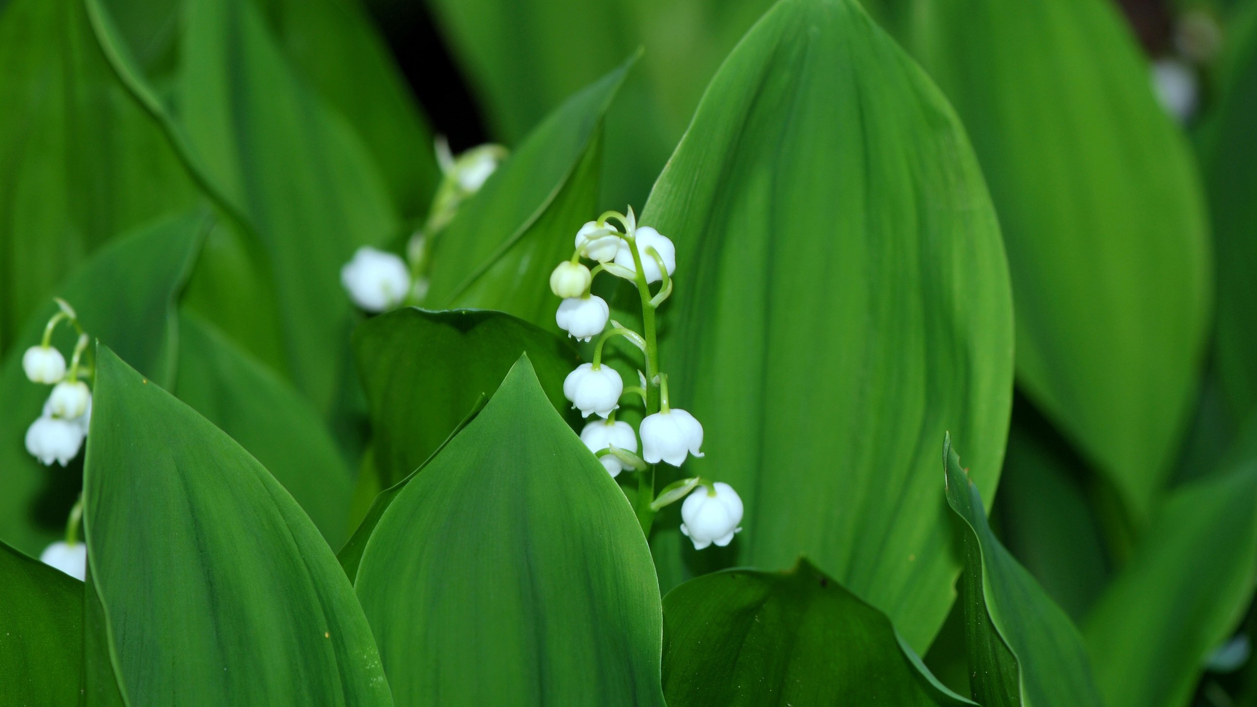 Обои цветы, листья, ландыши, весна, flowers, leaves, lilies of the valley, spring разрешение 3840x2400 Загрузить