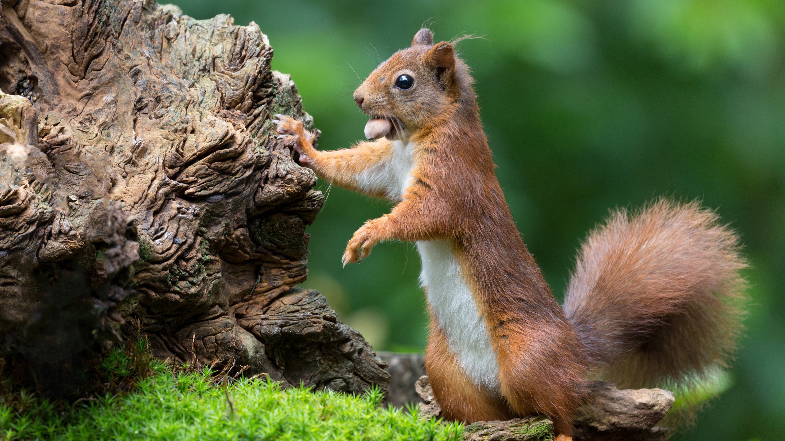 Обои природа, лето, мох, животное, белка, зверек, коряга, орех, nature, summer, moss, animal, protein, snag, walnut разрешение 3840x2400 Загрузить