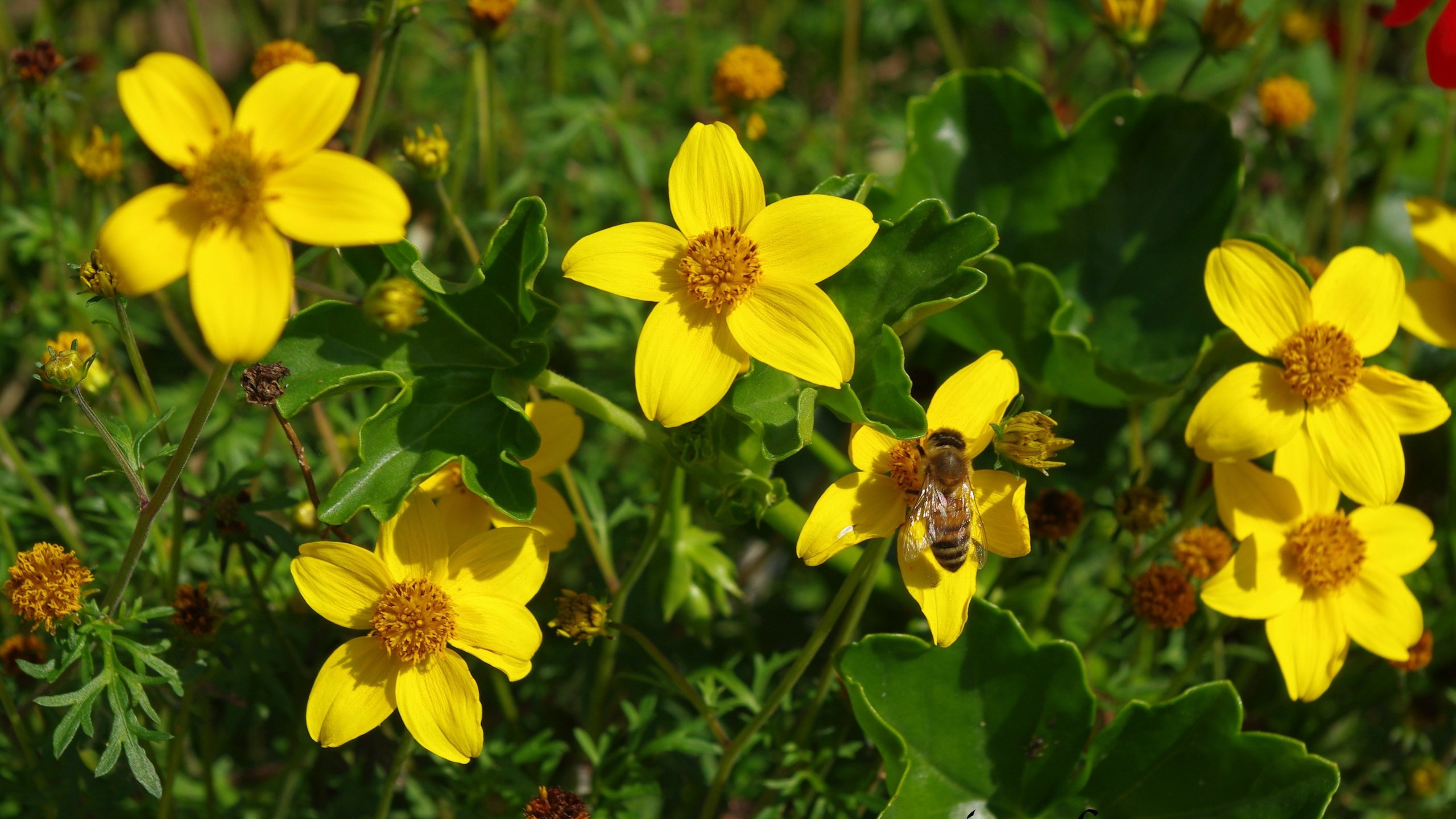 Обои цветы, насекомое, лепестки, пчела, желтые цветы, череда, flowers, insect, petals, bee, yellow flowers, series разрешение 3648x1996 Загрузить