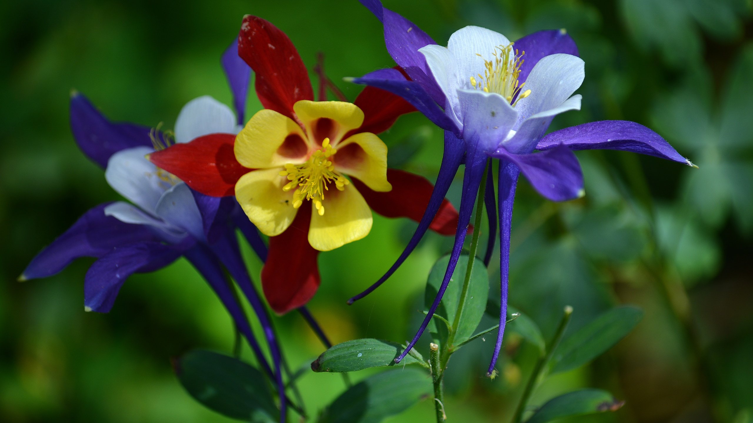 Обои цветы, макро, водосбор, аквилегия, туфелька эльфа, flowers, macro, the catchment, aquilegia разрешение 6000x4000 Загрузить