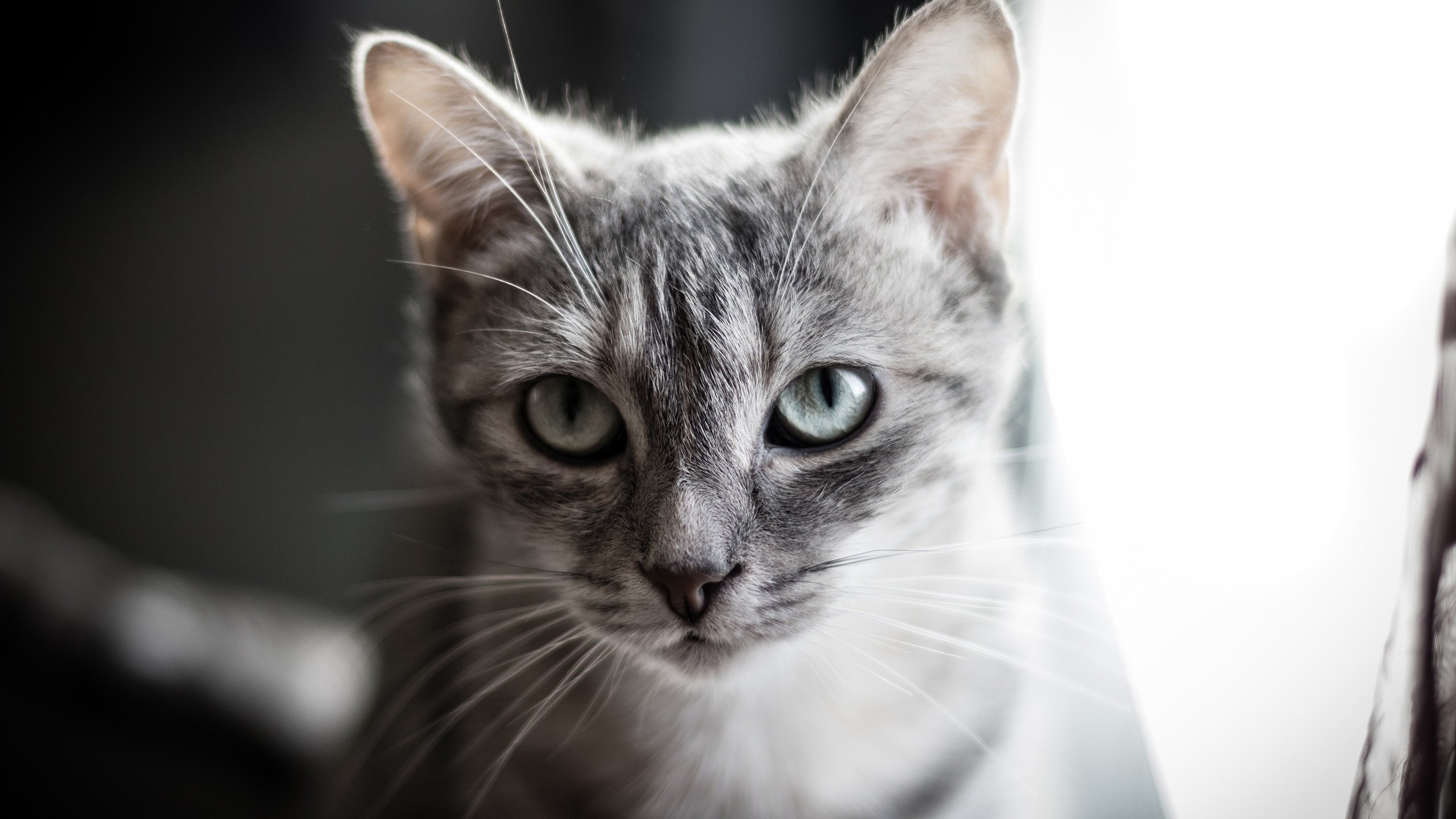 Обои глаза, фон, кот, усы, кошка, взгляд, eyes, background, cat, mustache, look разрешение 2560x1707 Загрузить