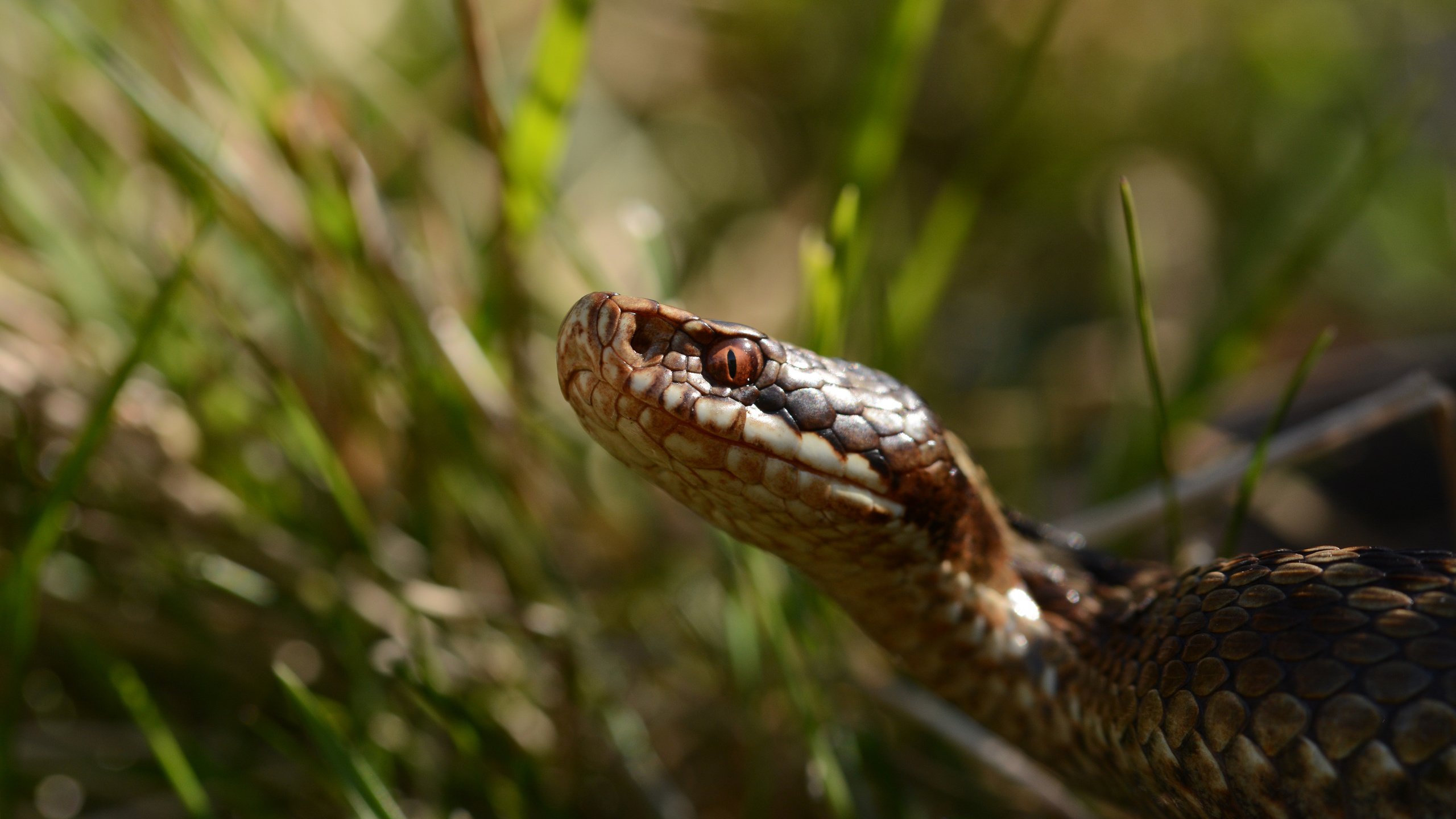 Обои трава, змея, рептилия, пресмыкающееся, grass, snake, reptile разрешение 3840x2400 Загрузить