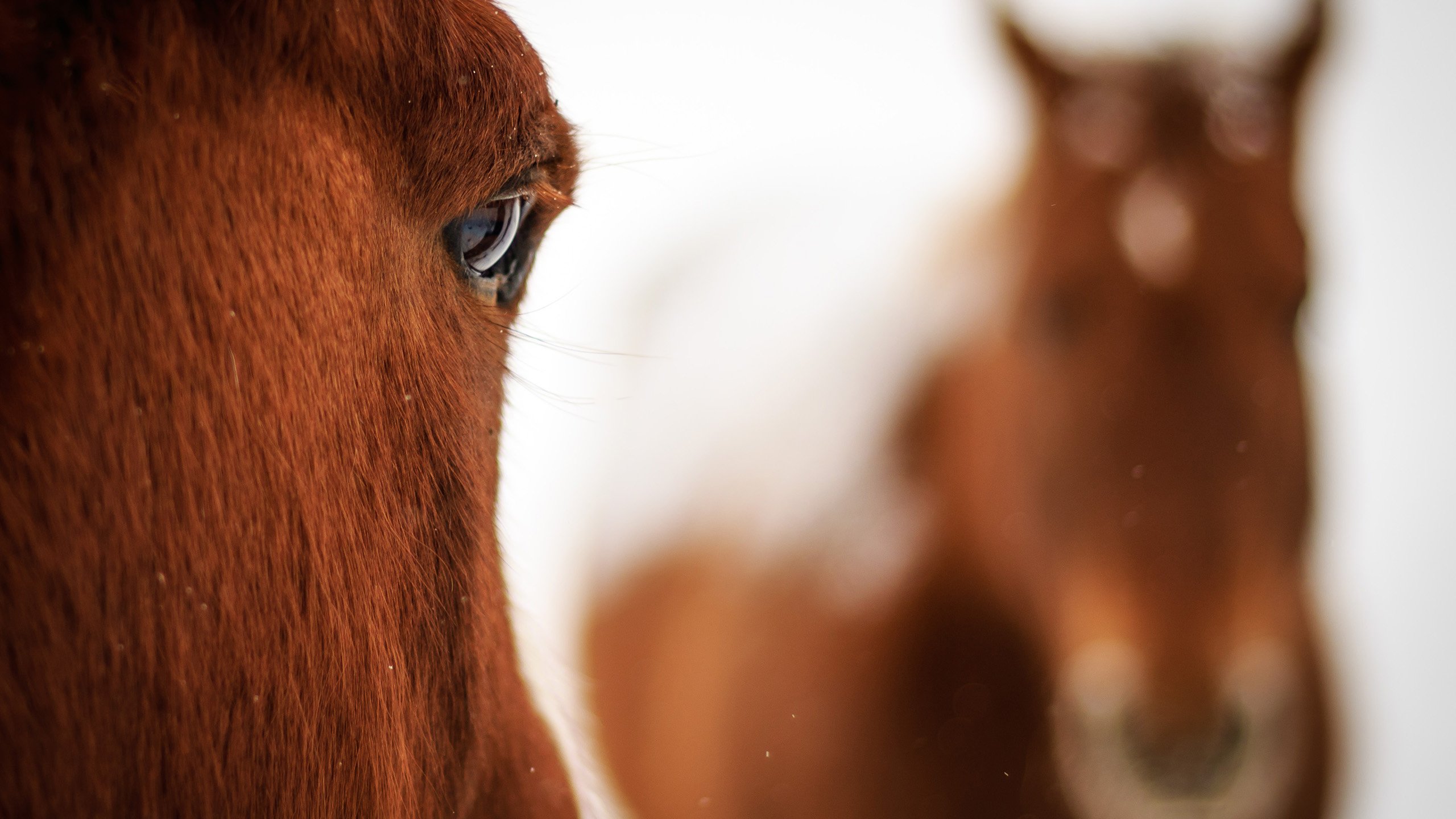 Обои лошади, кони, крупный план, horse, horses, close-up разрешение 2560x1600 Загрузить
