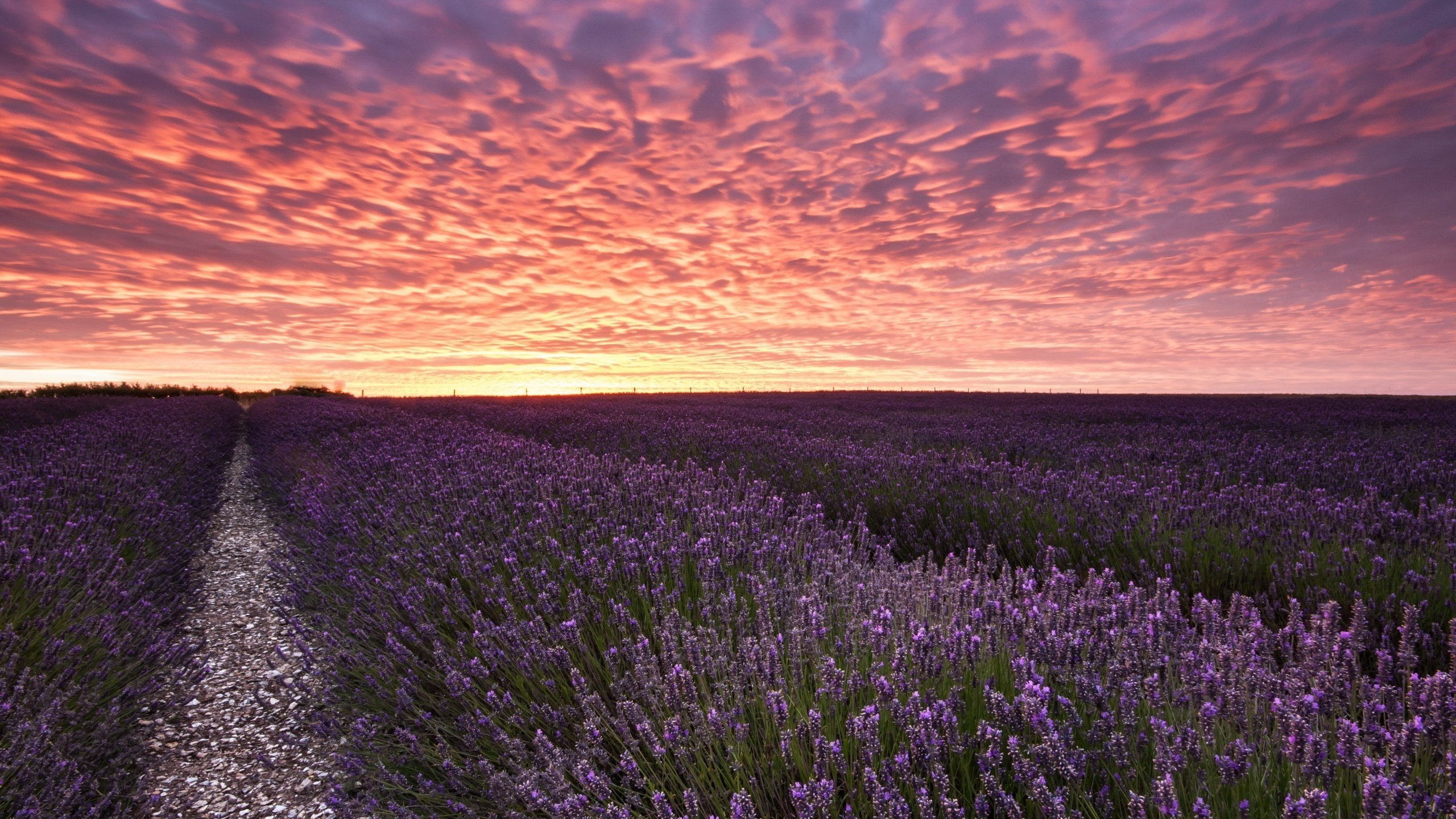 Обои небо, цветы, облака, закат, пейзаж, поле, лаванда, the sky, flowers, clouds, sunset, landscape, field, lavender разрешение 2560x1600 Загрузить