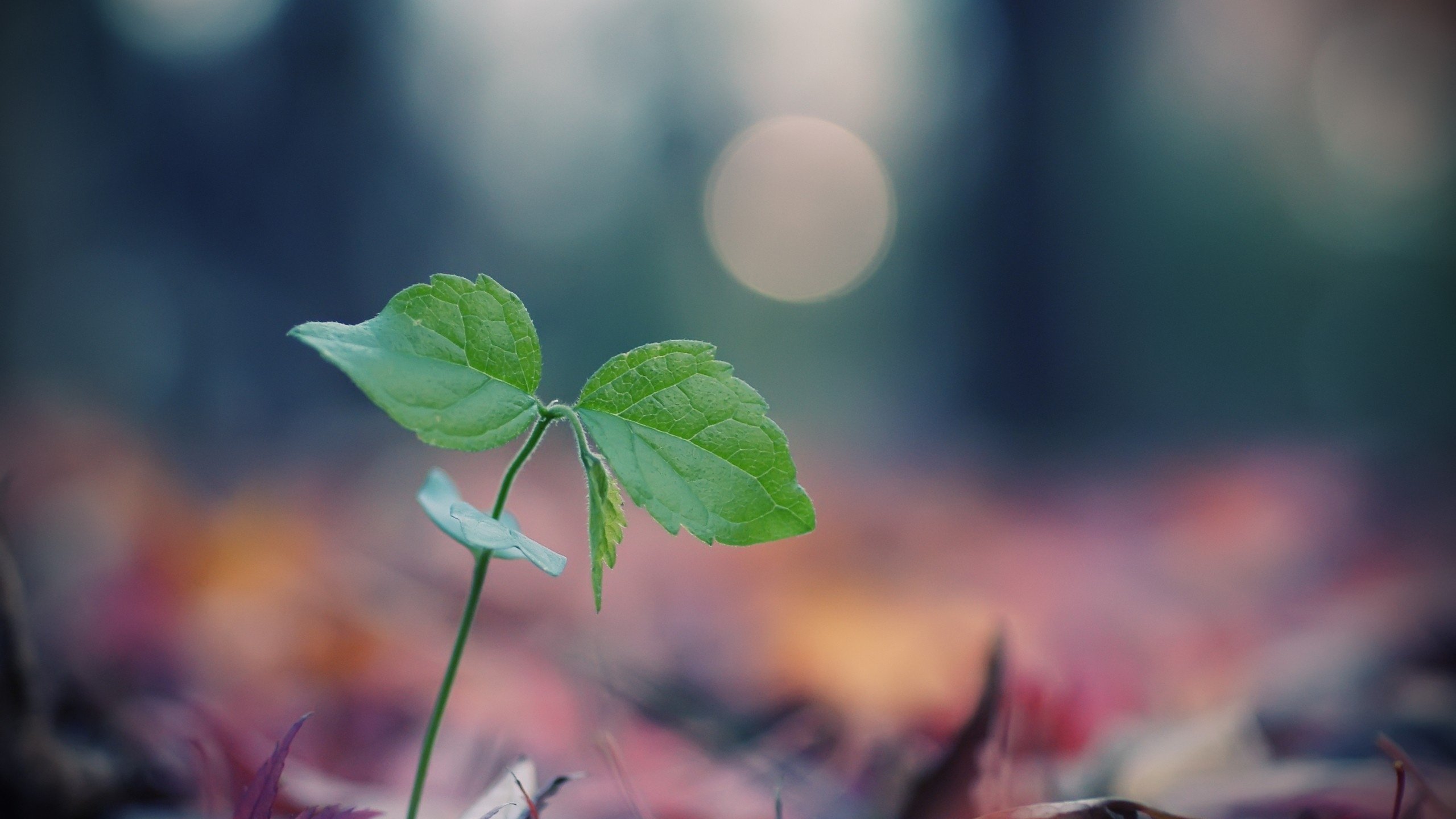 Обои природа, листья, макро, размытость, росток, зеленые листья, боке, nature, leaves, macro, blur, rostock, green leaves, bokeh разрешение 2560x1600 Загрузить