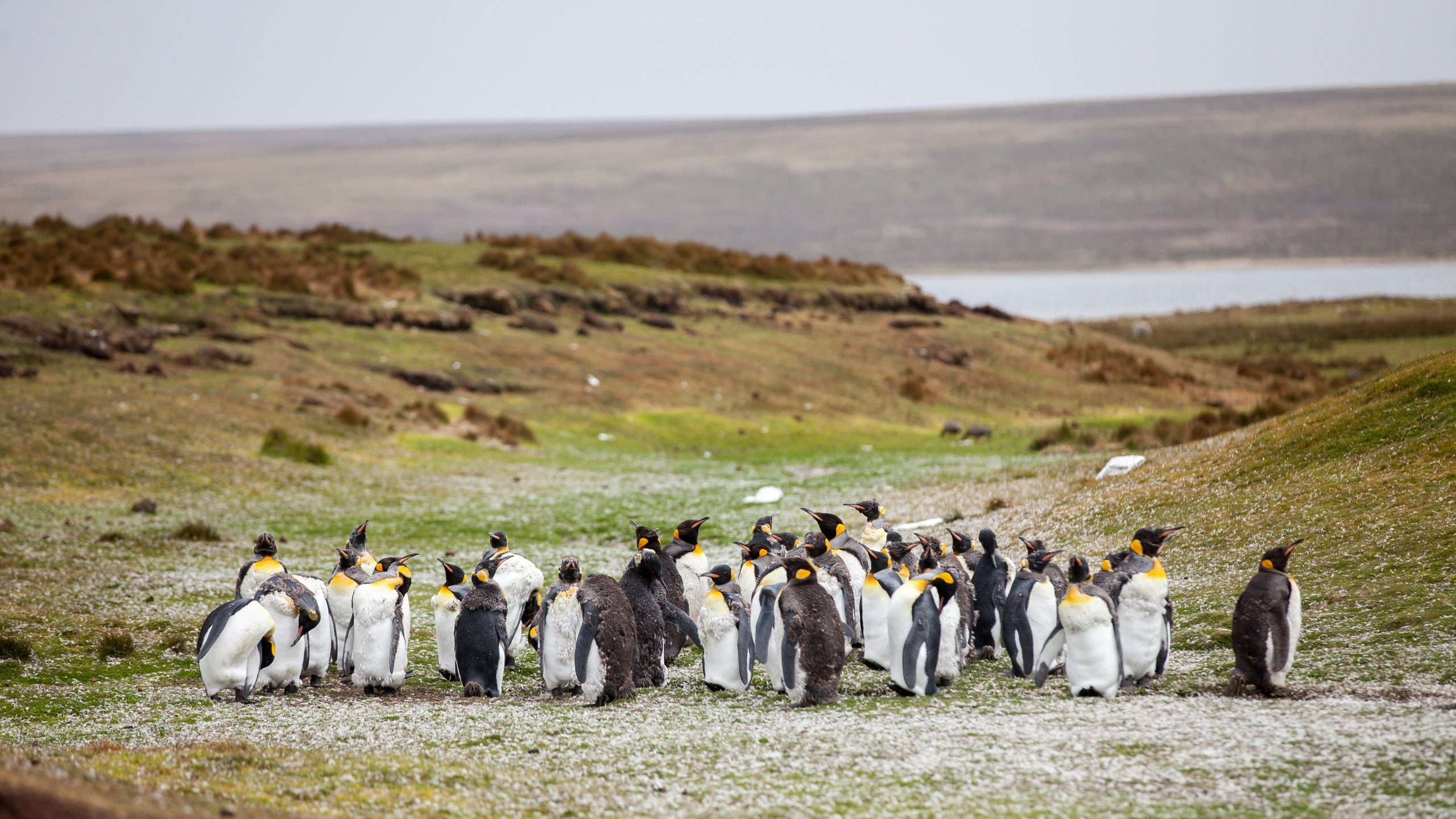 Обои трава, берег, птицы, стая, пингвины, grass, shore, birds, pack, penguins разрешение 5616x3744 Загрузить