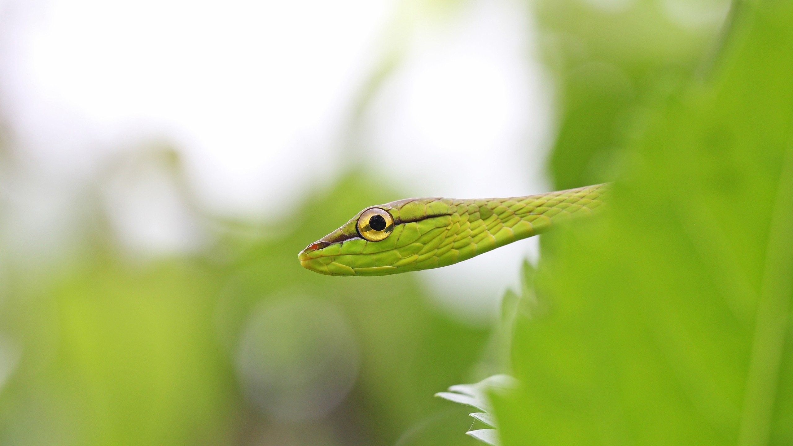 Обои листья, макро, змея, глаз, виноградник, leaves, macro, snake, eyes, vineyard разрешение 2560x1600 Загрузить