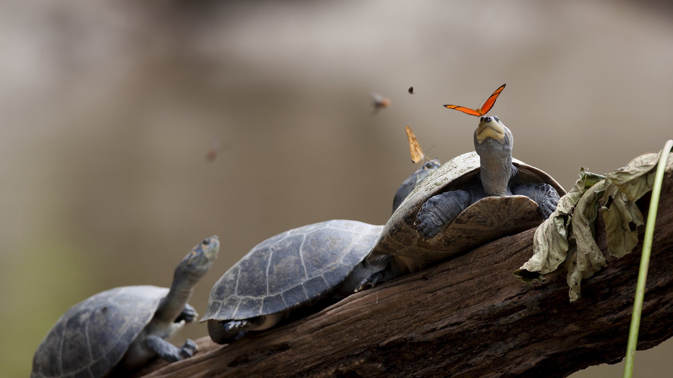 Обои панцирь, бабочки, черепахи, shell, butterfly, turtles разрешение 2560x1600 Загрузить