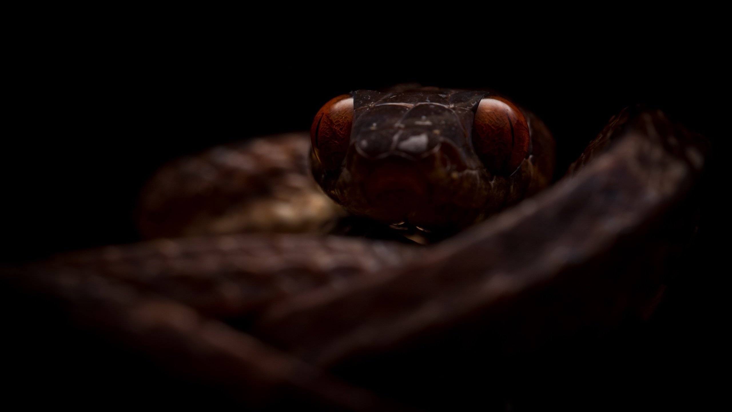 Обои природа, фон, змея, boiga guangxiensis, гуаньсийская бойга, nature, background, snake, hansika boiga разрешение 2600x1440 Загрузить