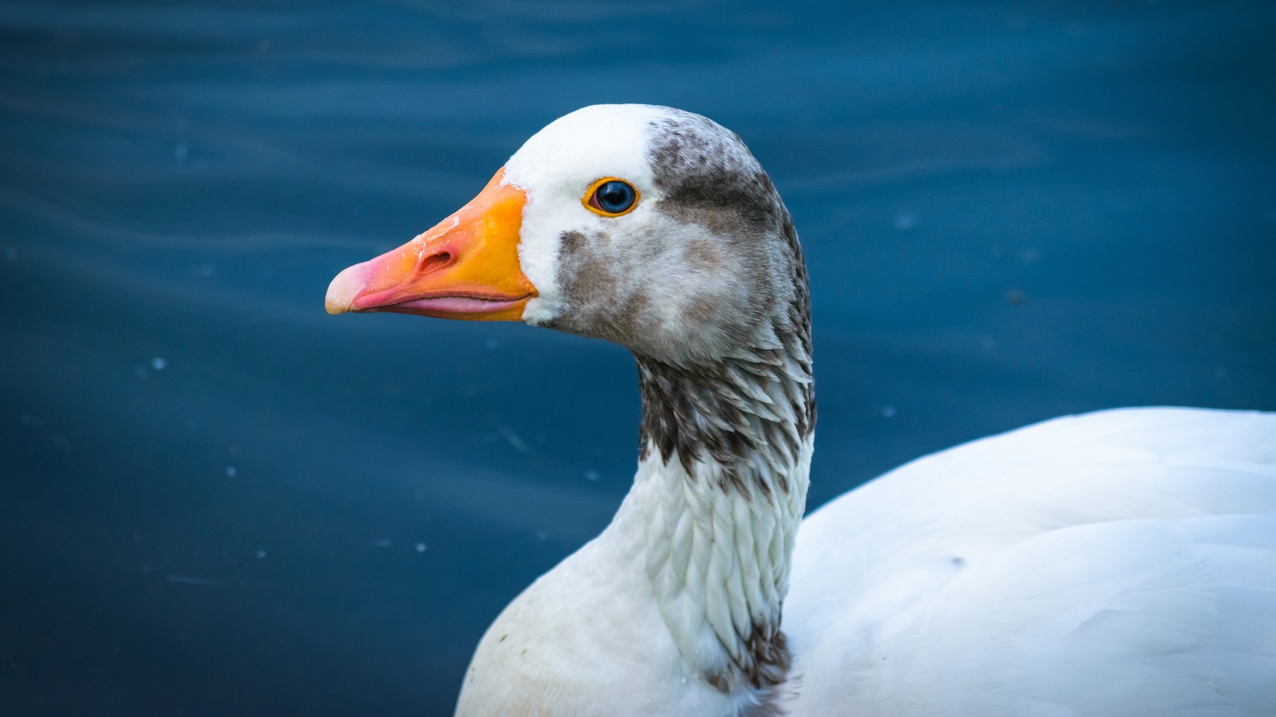 Обои вода, фон, птица, гусь, water, background, bird, goose разрешение 5983x3365 Загрузить