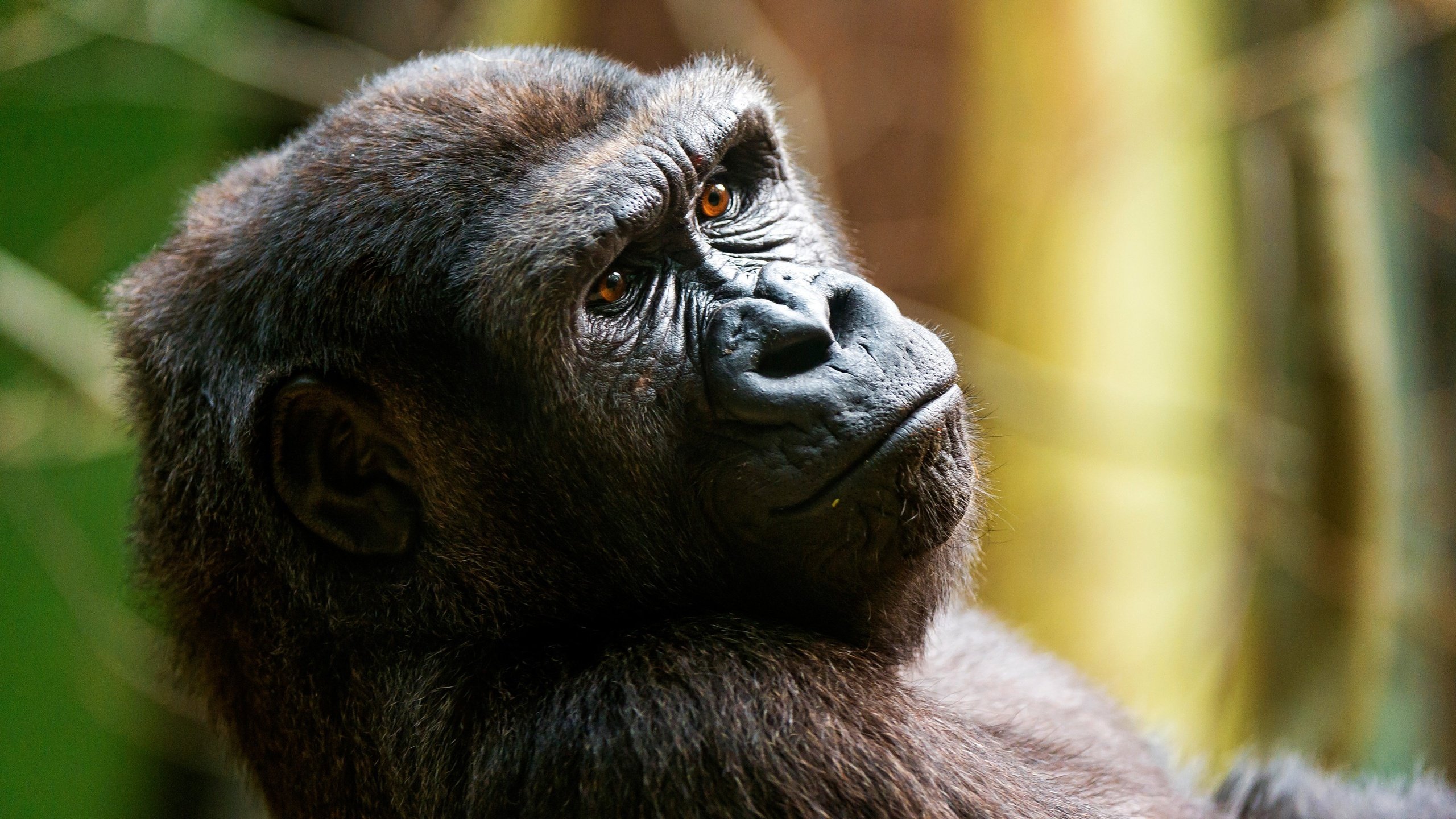 Обои морда, взгляд, обезьяна, горилла, примат, face, look, monkey, gorilla, the primacy of разрешение 3200x1800 Загрузить