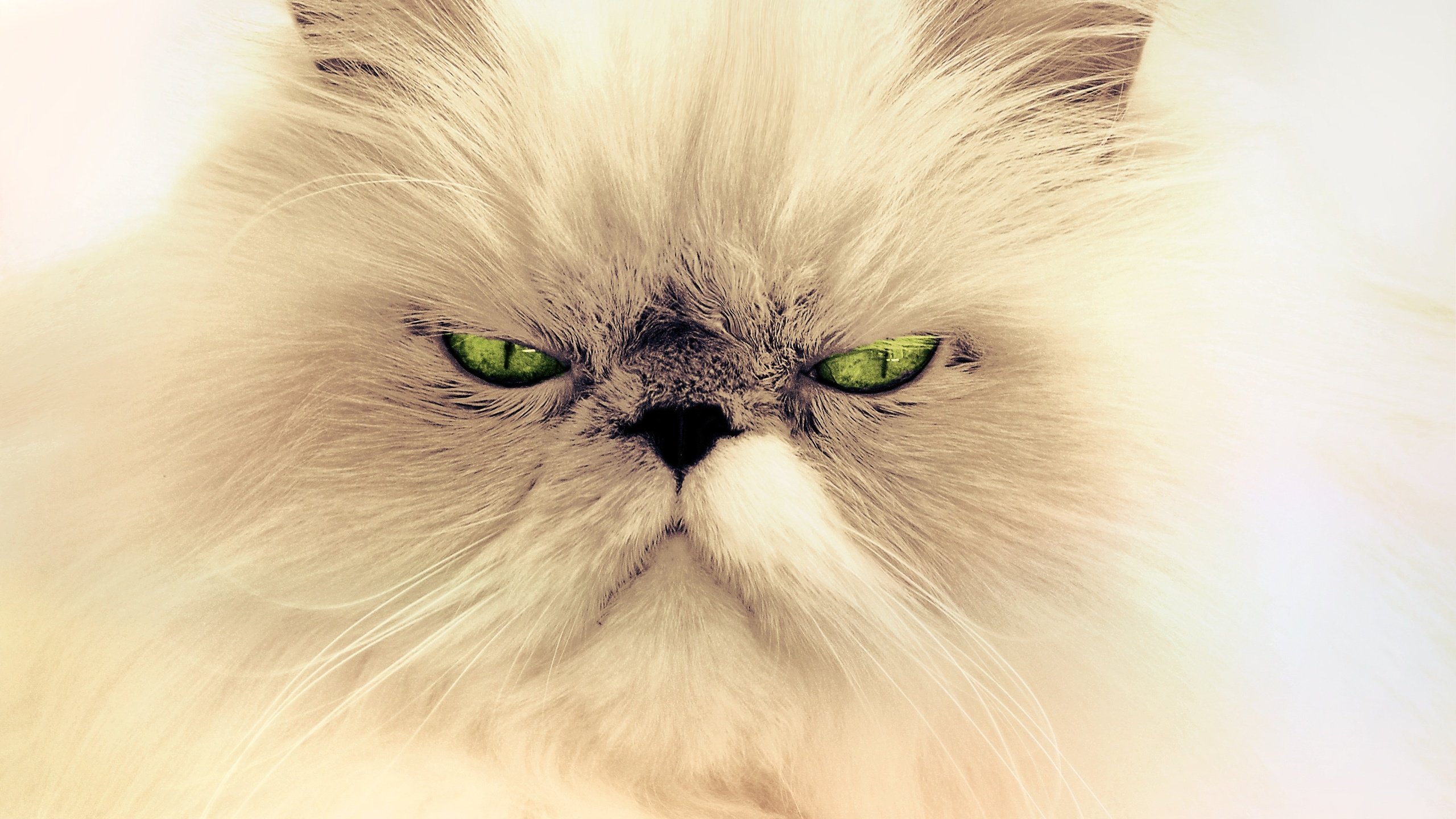 Обои глаза, фон, усы, кошка, взгляд, персидская кошка, eyes, background, mustache, cat, look, persian cat разрешение 3872x2592 Загрузить