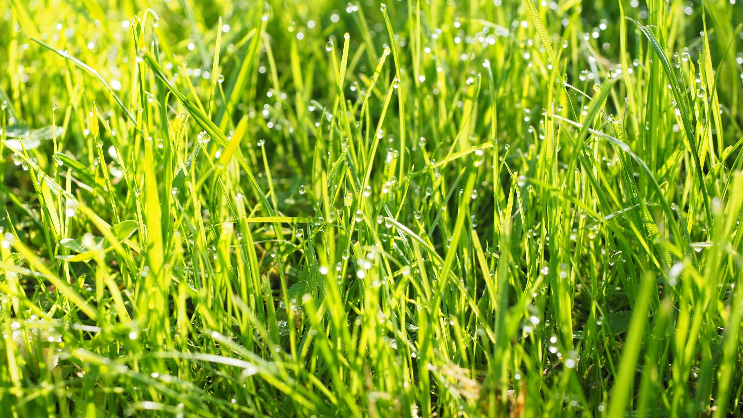 Обои трава, природа, зелень, роса, капли, grass, nature, greens, rosa, drops разрешение 4608x3456 Загрузить