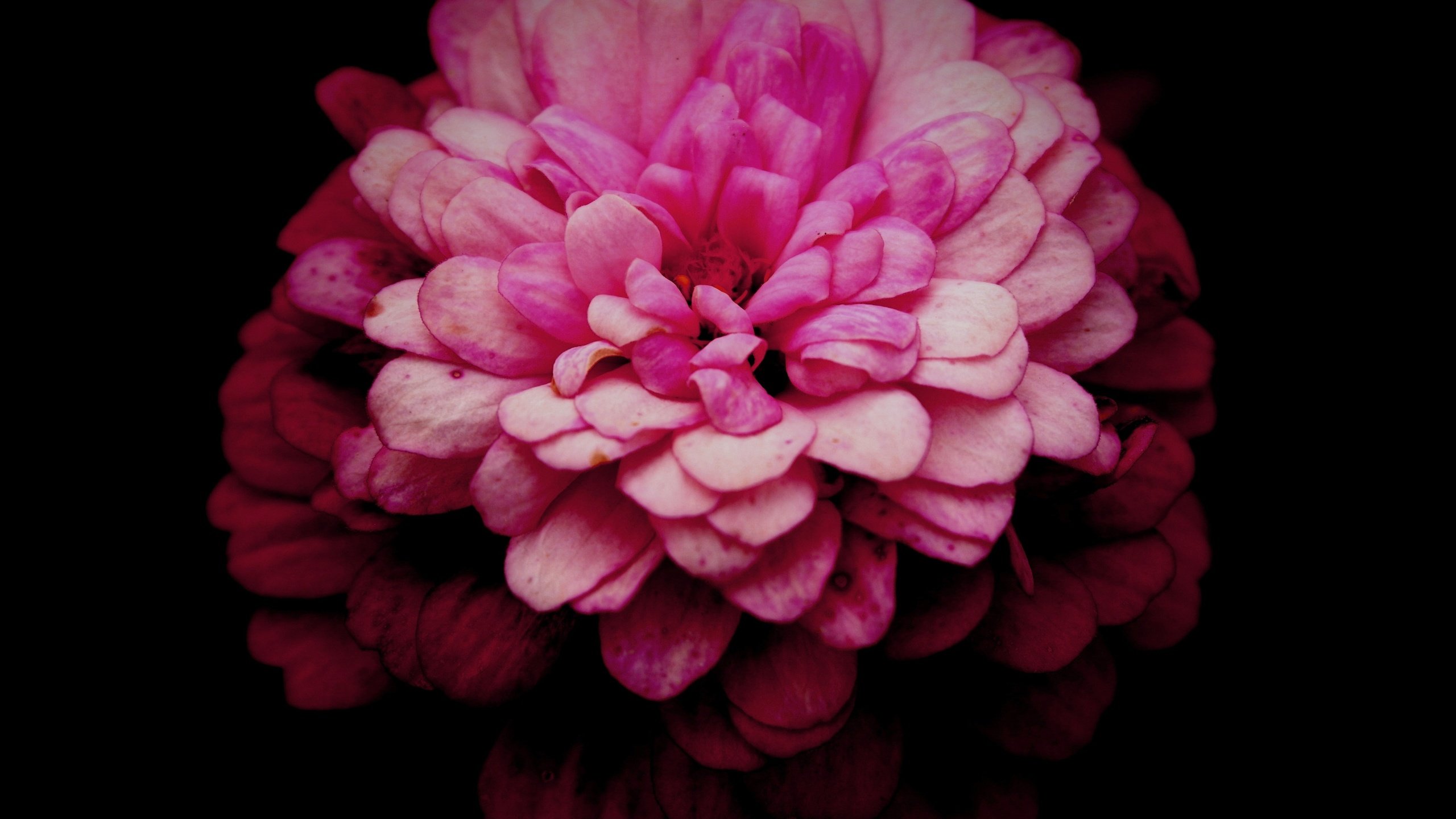 Обои макро, цветок, лепестки, розовый, хризантема, маргаритка, macro, flower, petals, pink, chrysanthemum, daisy разрешение 5472x3648 Загрузить