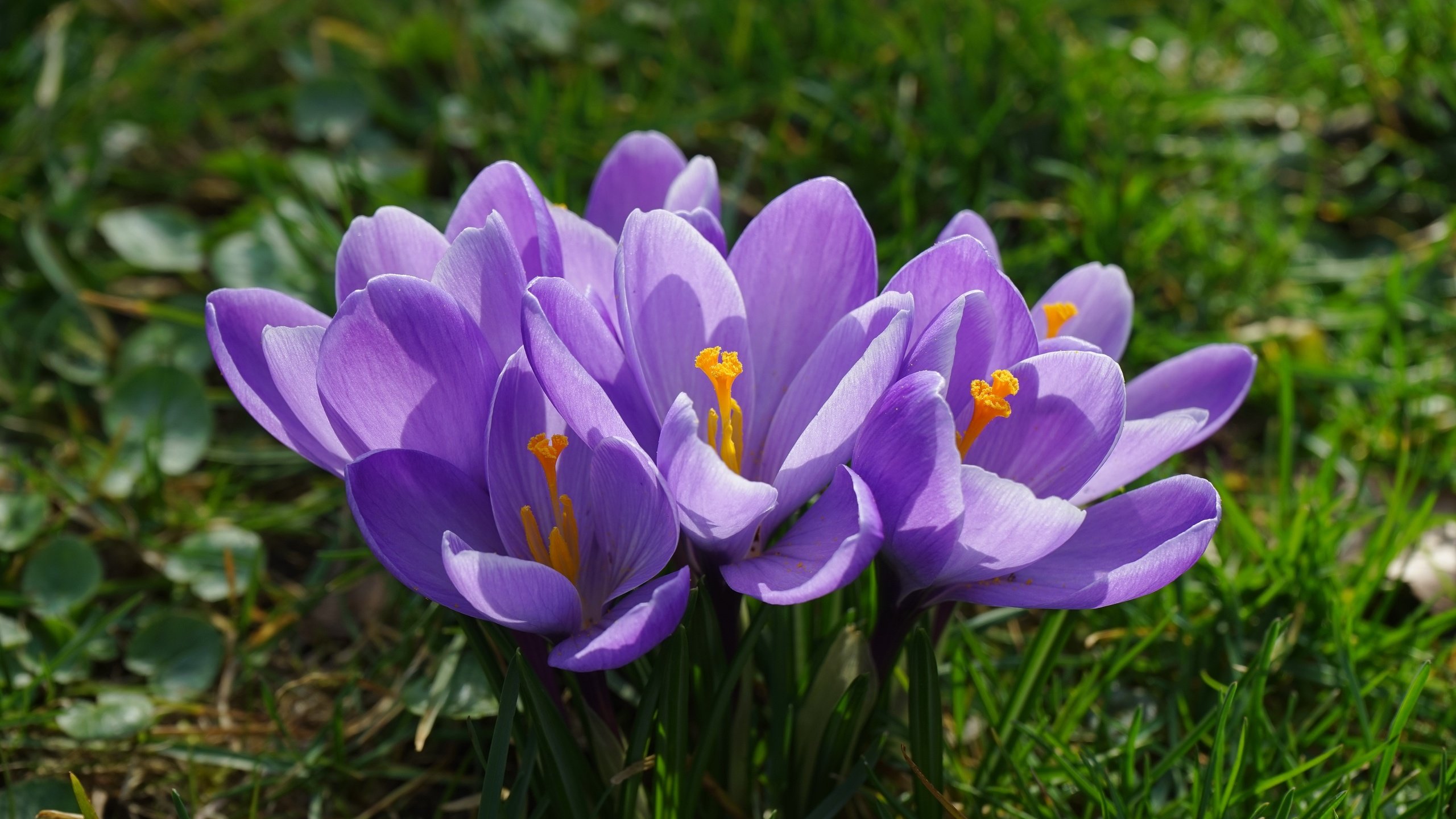 Обои цветы, трава, лепестки, весна, крокусы, подснежник, шафран, flowers, grass, petals, spring, crocuses, snowdrop, saffron разрешение 6000x4000 Загрузить