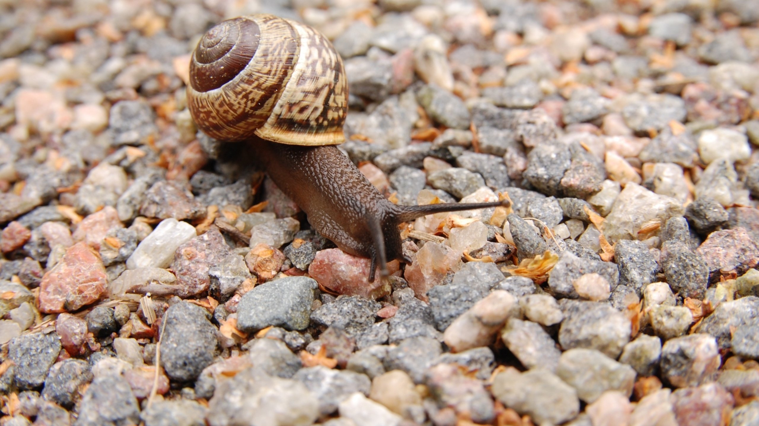 Обои камни, макро, панцирь, улитка, рожки, stones, macro, shell, snail, horns разрешение 3008x2000 Загрузить