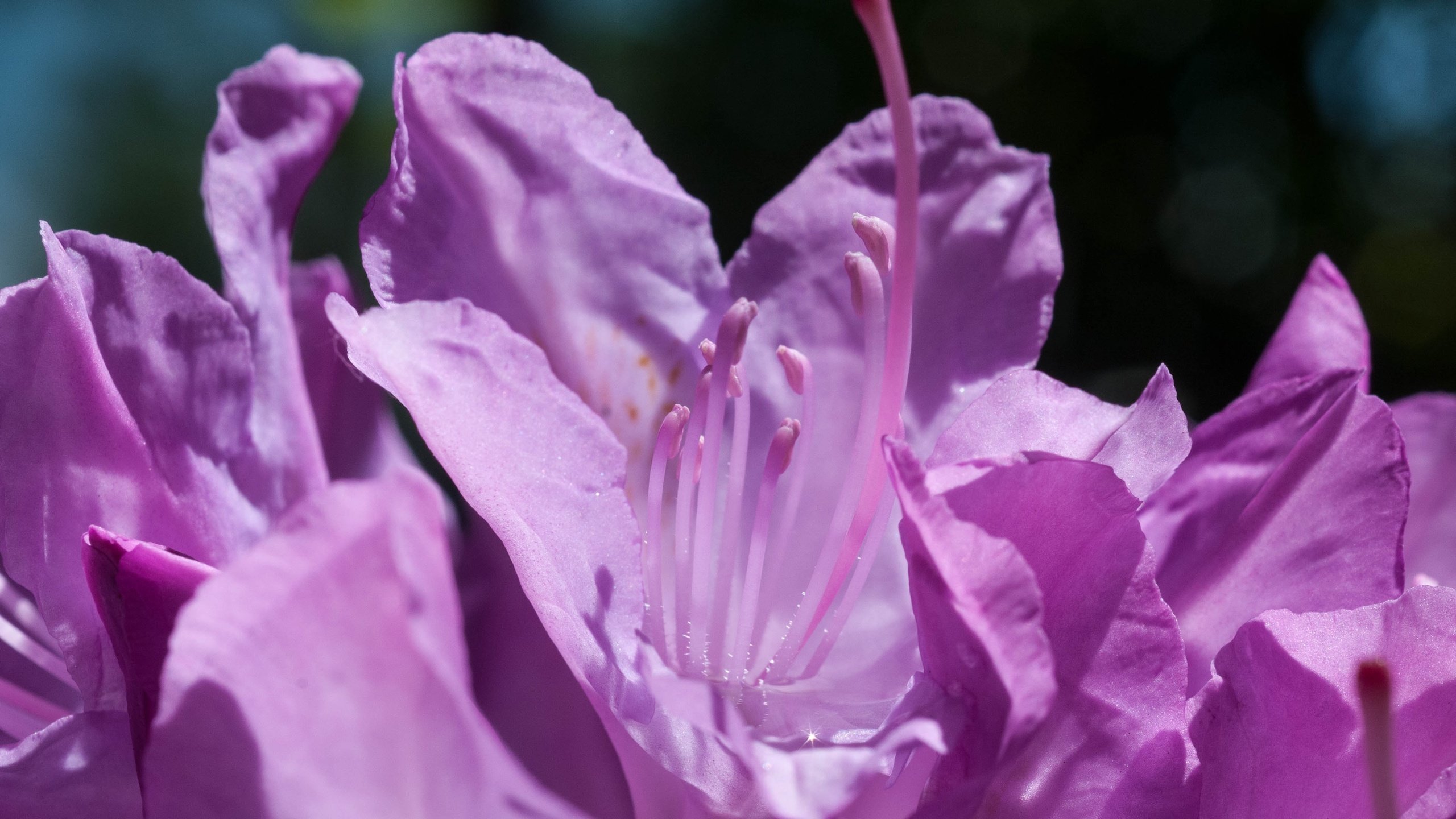 Обои цветы, макро, лепестки, фиолетовые, азалия, рододендрон, flowers, macro, petals, purple, azalea, rhododendron разрешение 3926x2608 Загрузить