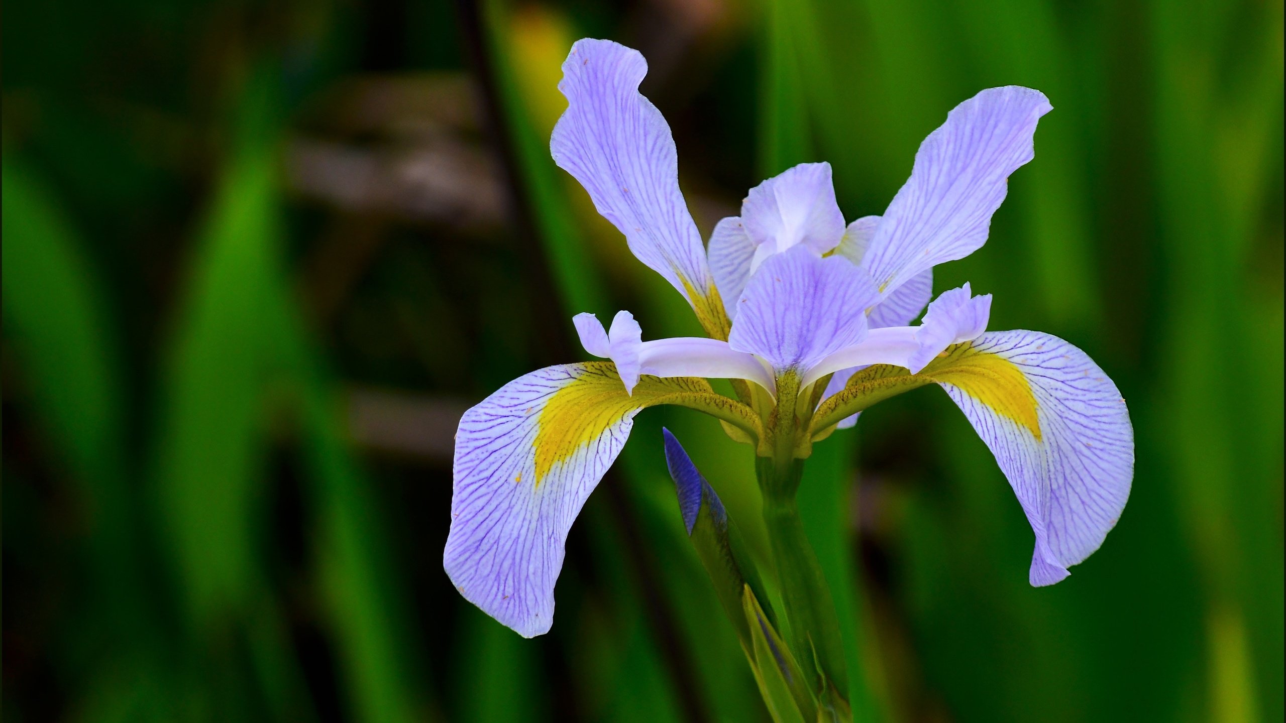 Обои природа, макро, цветок, лепестки, размытость, ирис, nature, macro, flower, petals, blur, iris разрешение 3921x3027 Загрузить