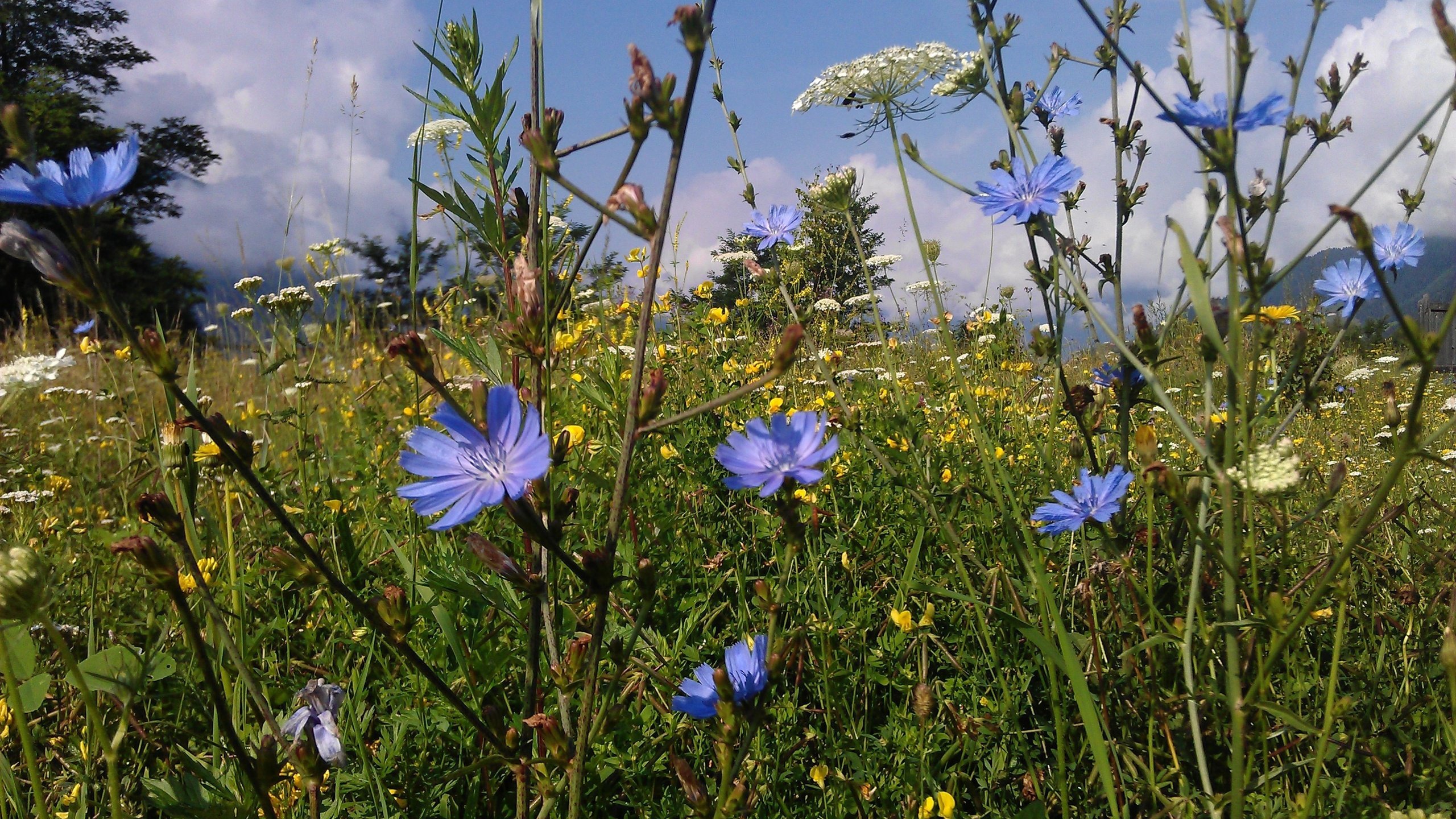 Обои цветы, трава, природа, лето, поляна, полевые цветы, цикорий, flowers, grass, nature, summer, glade, wildflowers, chicory разрешение 3264x2448 Загрузить