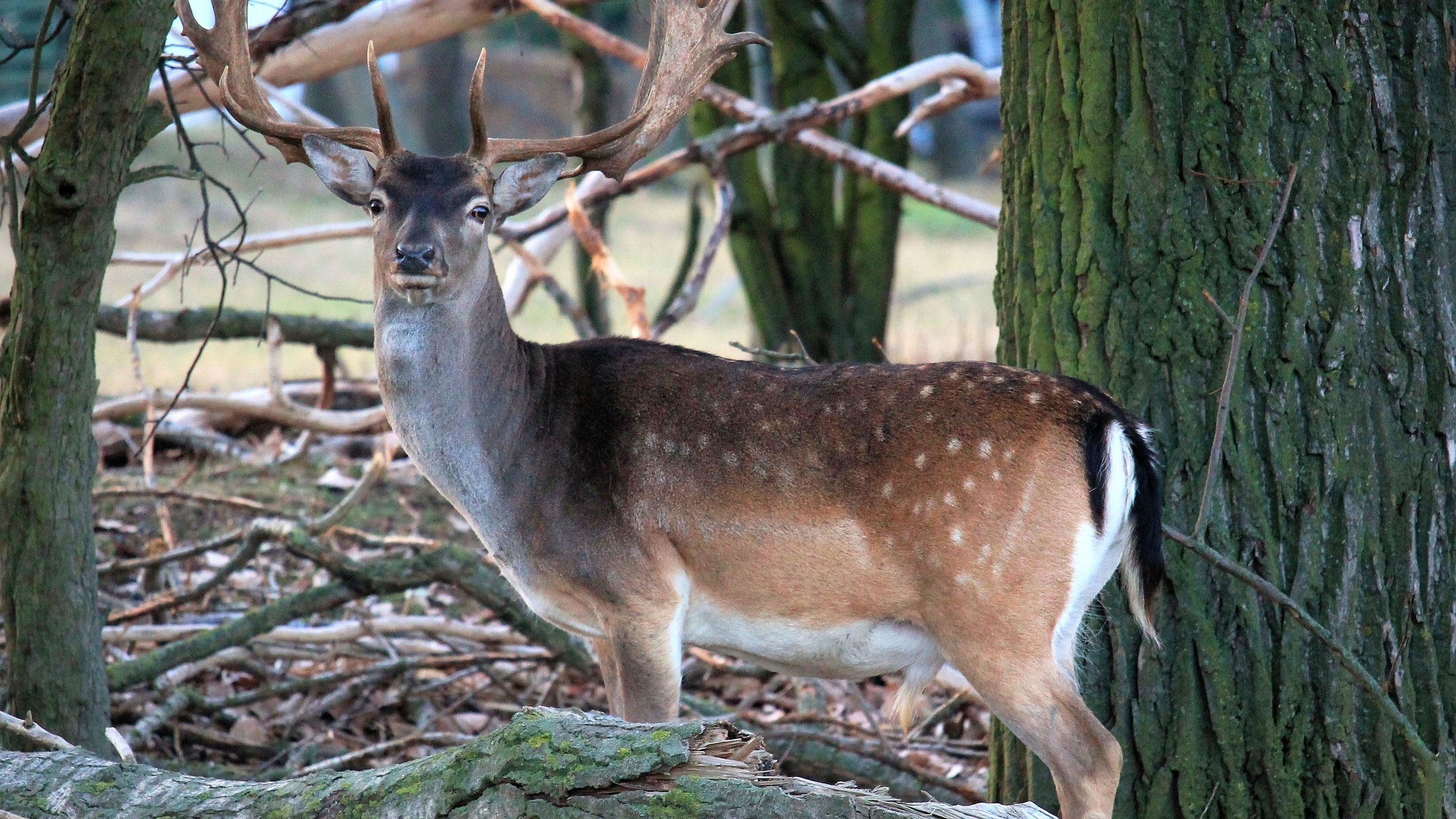 Обои природа, лес, олень, рога, косуля, пятнистый олень, nature, forest, deer, horns, roe разрешение 4272x2848 Загрузить