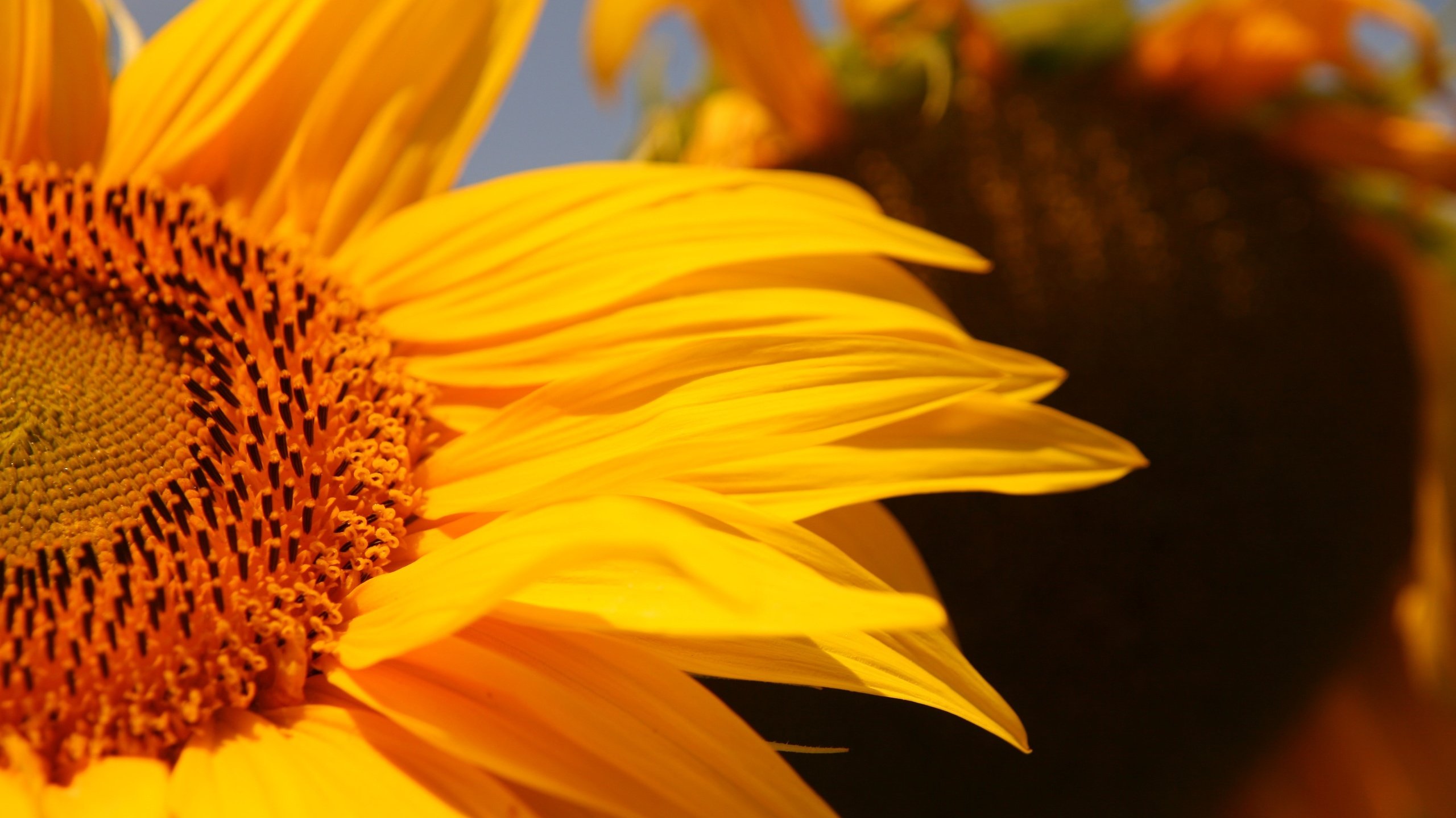 Обои желтый, цветок, лепестки, подсолнух, крупным планом, yellow, flower, petals, sunflower, closeup разрешение 3888x2592 Загрузить