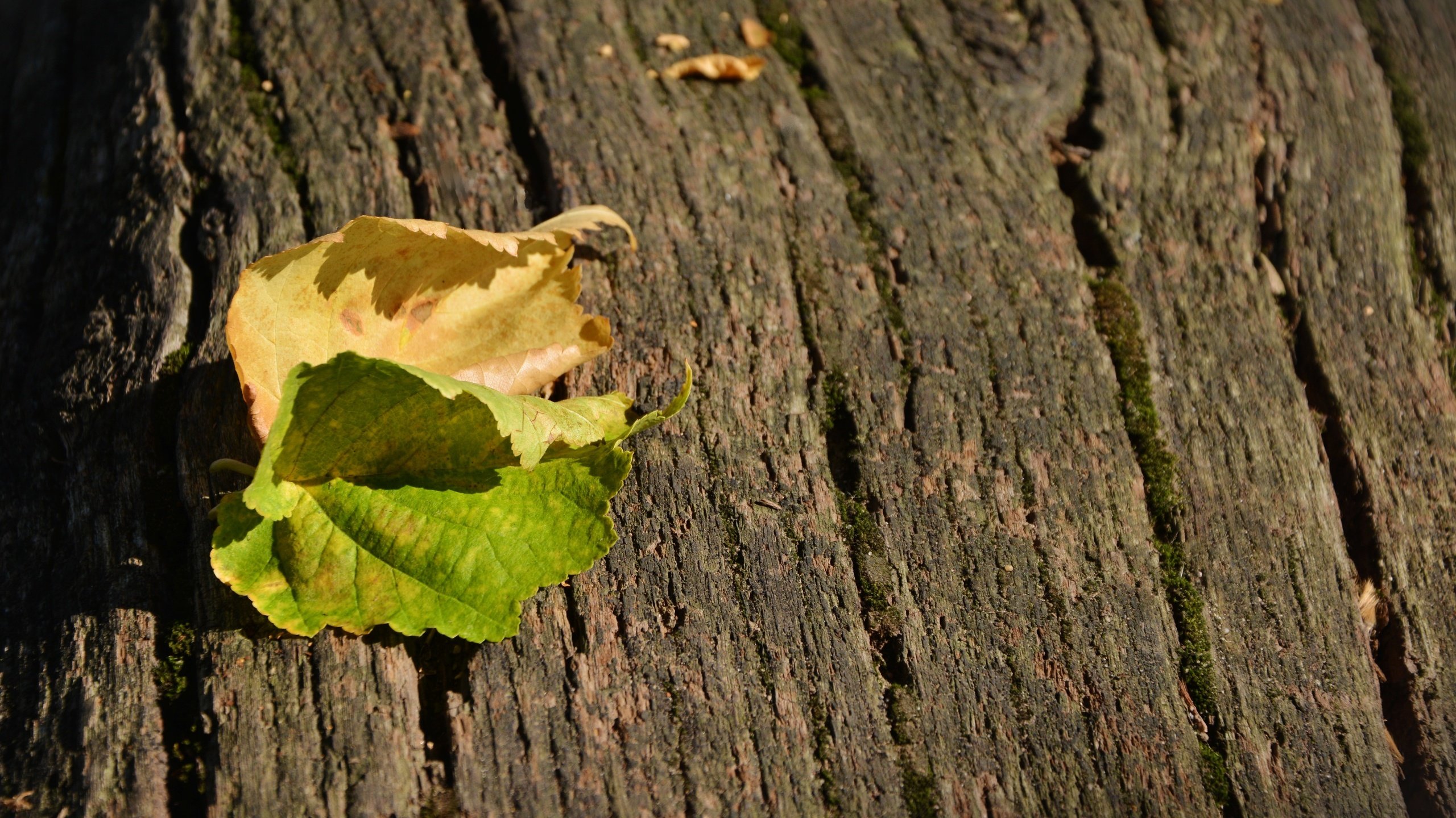 Обои природа, листья, листва, осень, nature, leaves, foliage, autumn разрешение 5495x3590 Загрузить