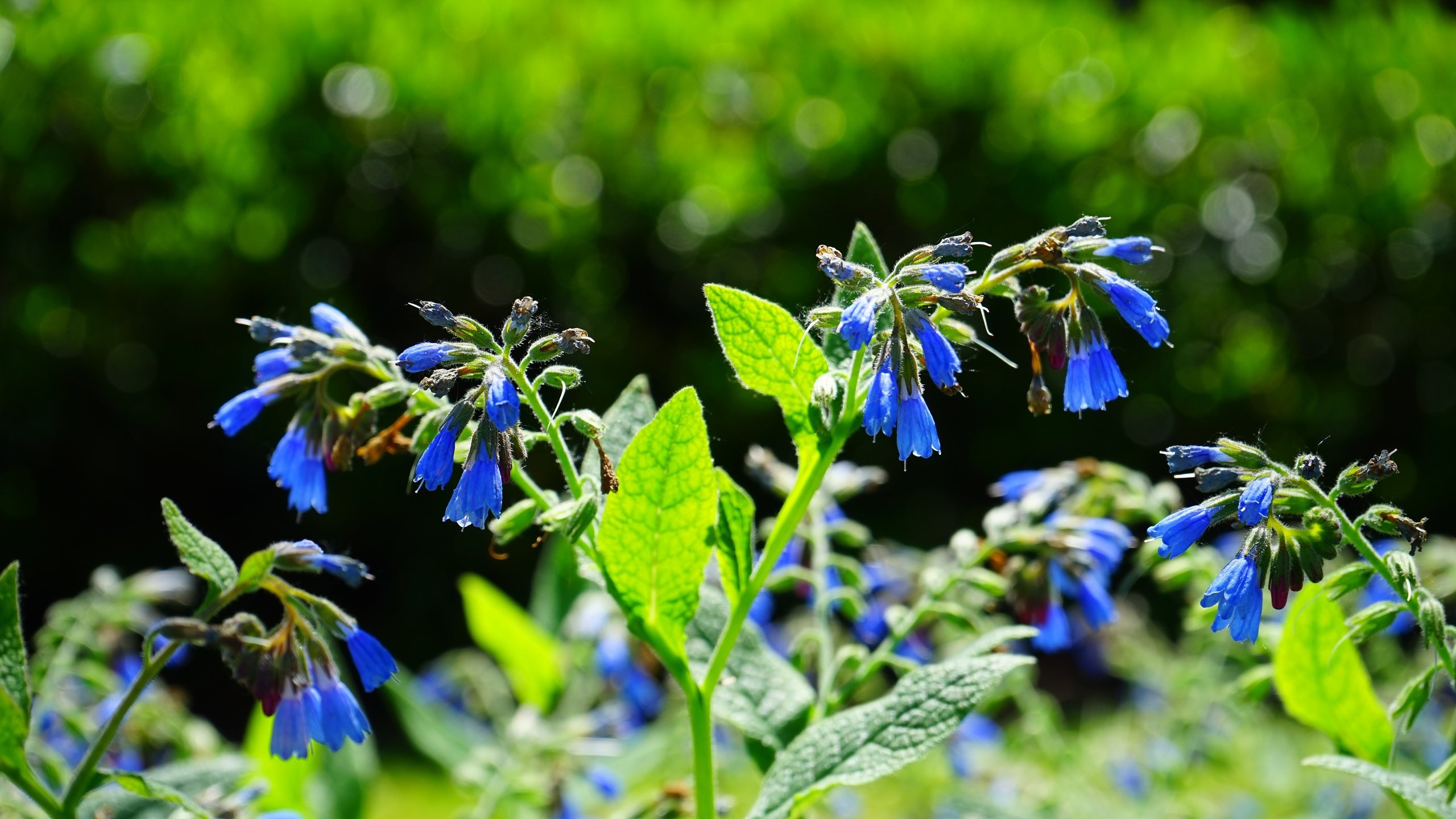 Обои цветы, трава, природа, луг, растение, синие, колокольчики, окопник, flowers, grass, nature, meadow, plant, blue, bells, comfrey разрешение 6000x4000 Загрузить