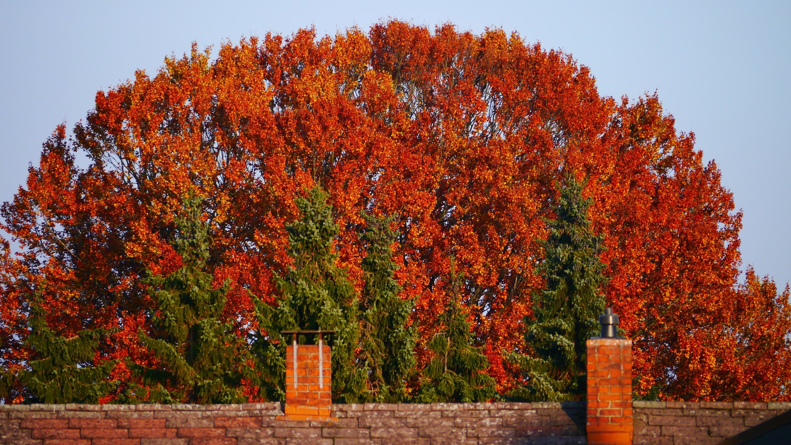 Обои небо, природа, дерево, листья, осень, забор, the sky, nature, tree, leaves, autumn, the fence разрешение 4576x2576 Загрузить